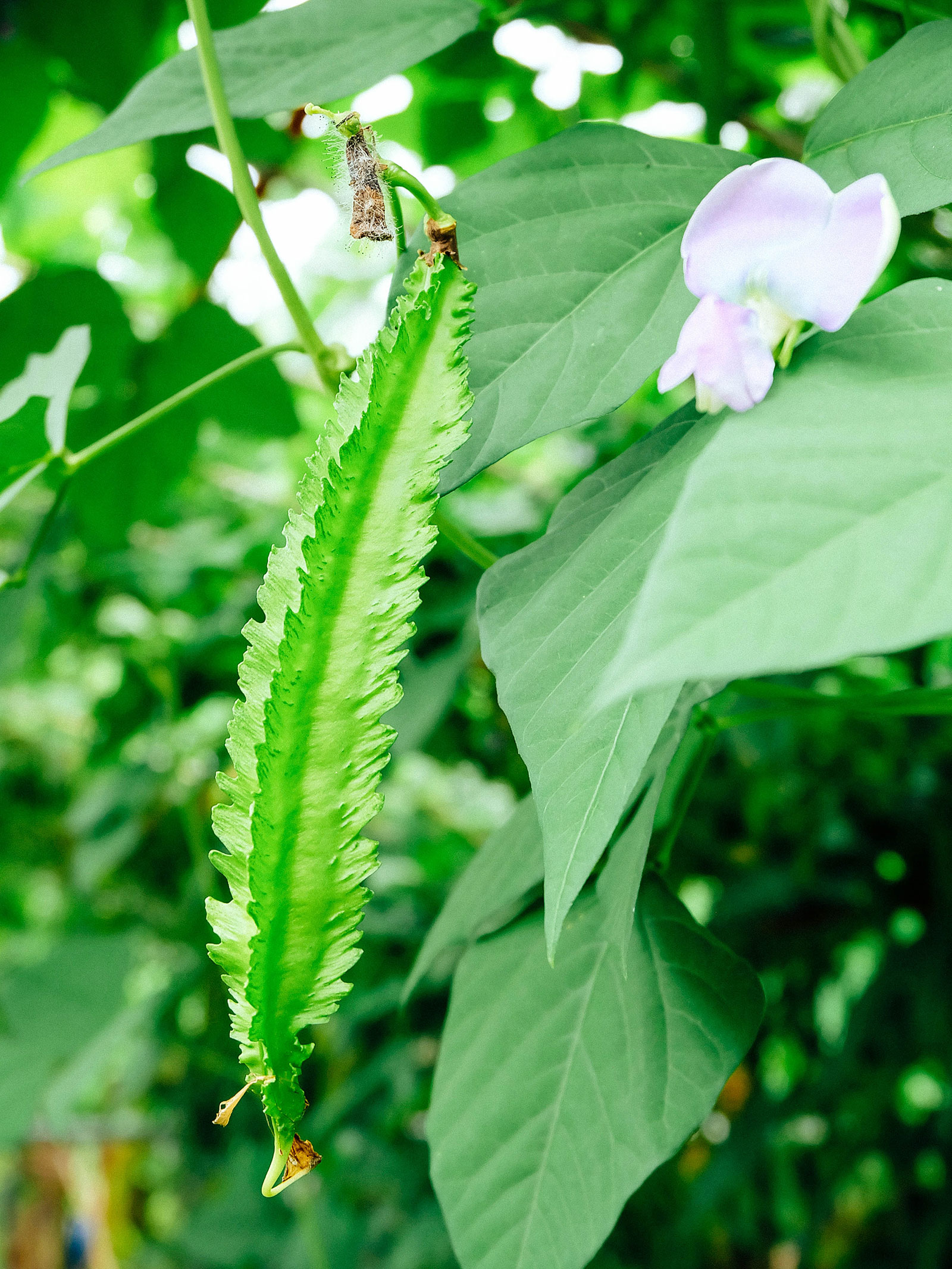 Winged bean on a vine with a bean flower next to it