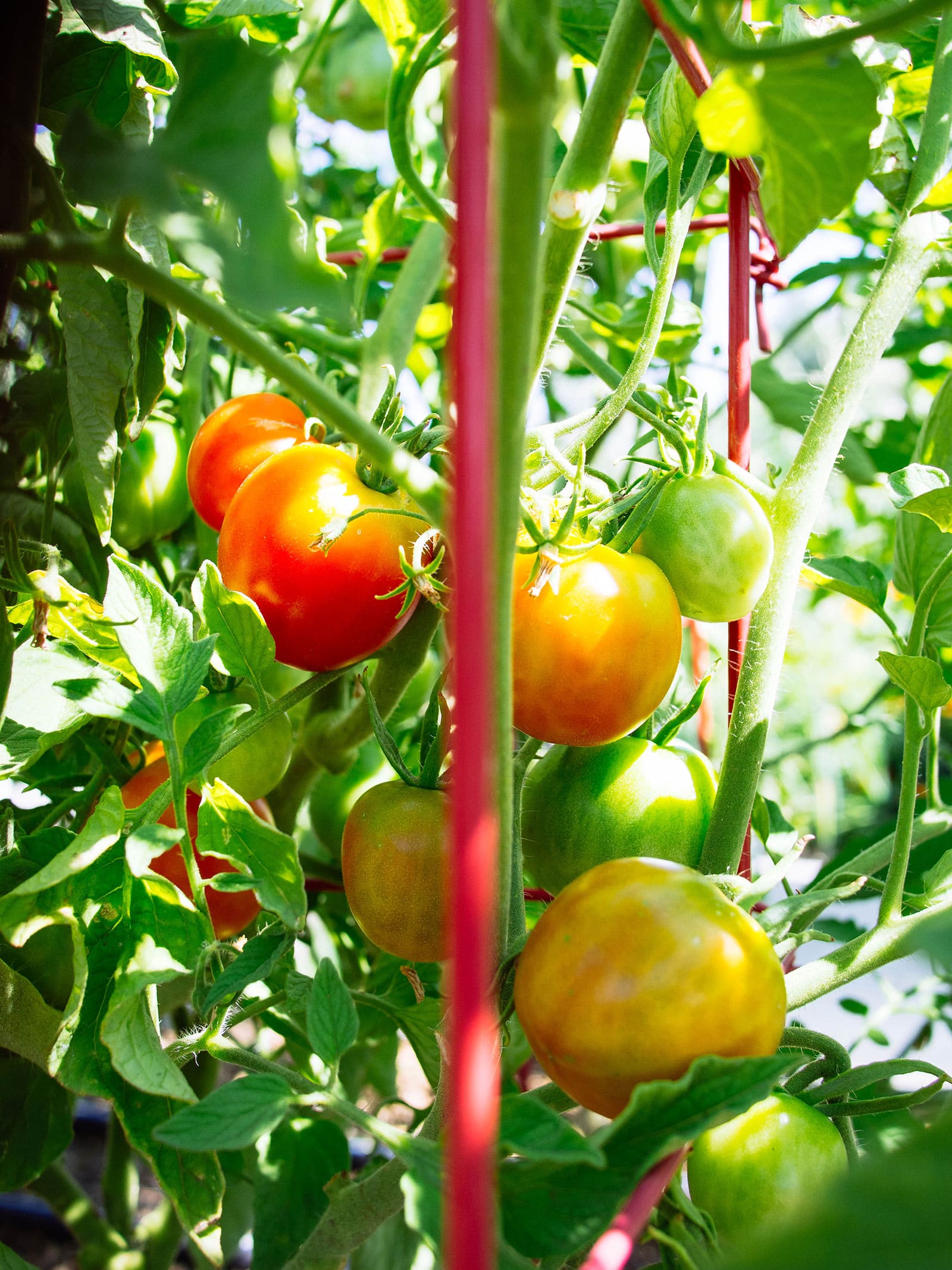 Tomatoes in various stages of ripeness on a vine