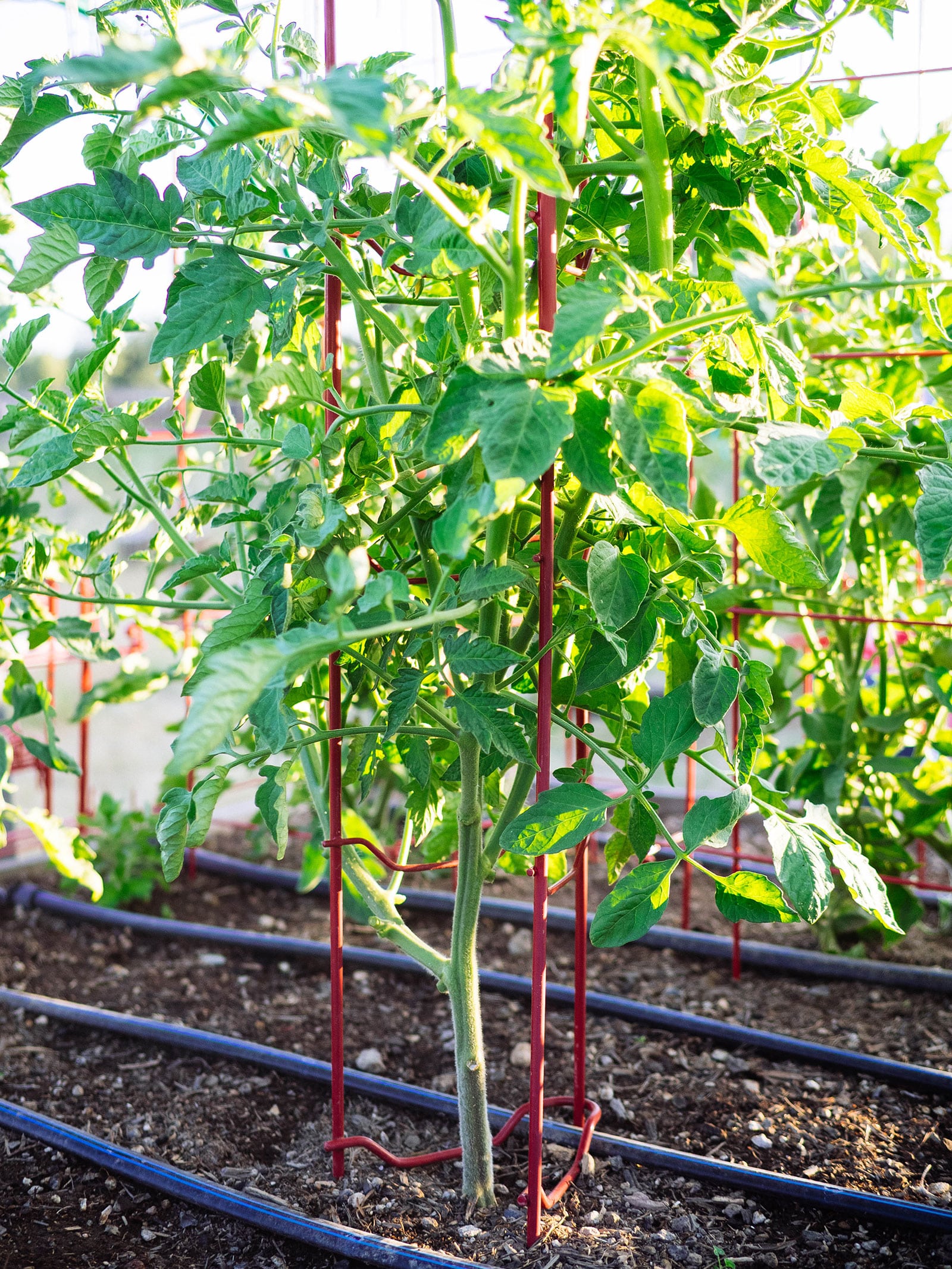 Tomato plant in a raised bed, trellised with a tomato ladder, with lower branches removed