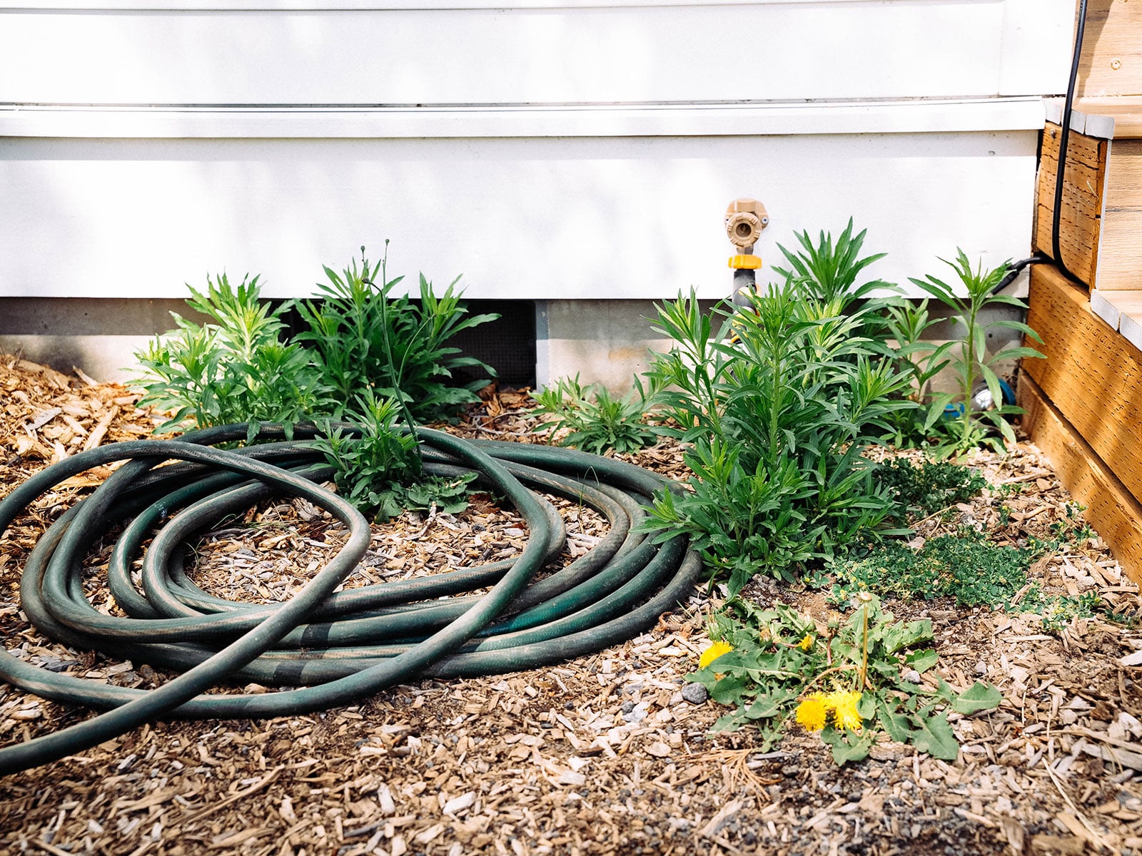 Mulched corner of a yard with a garden hose coiled next to horseweeds and dandelions