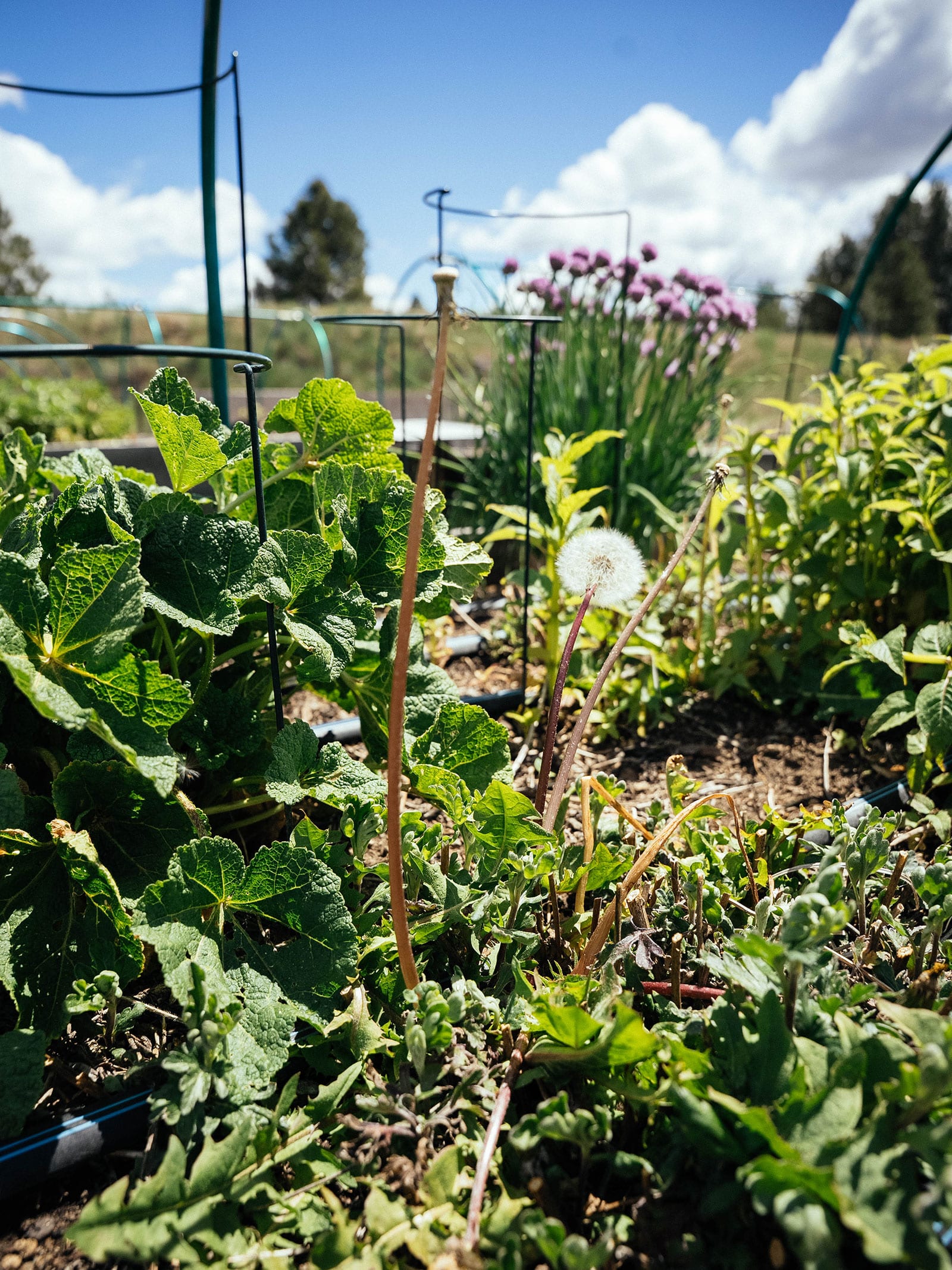 タンポポの雑草が種を蒔こうとしている花壇