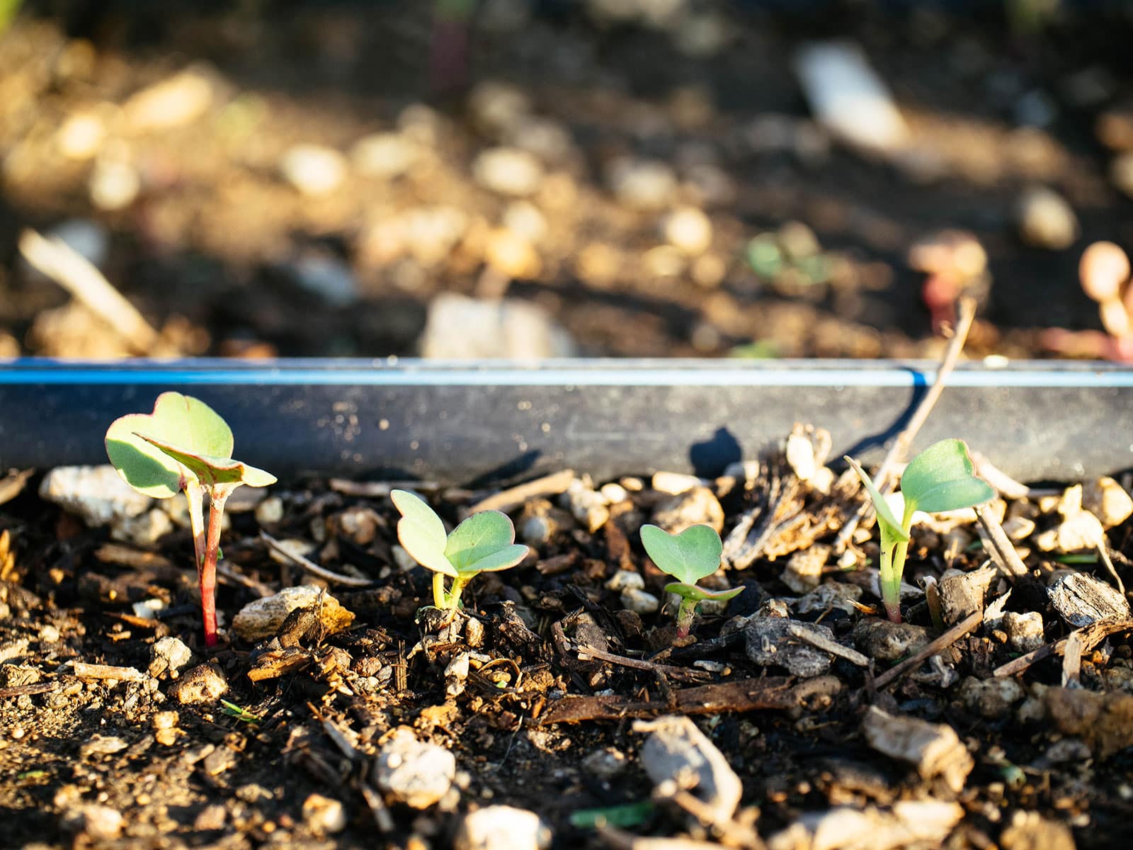 Radish seedlings emerging from soil in front of a drip irrigation line