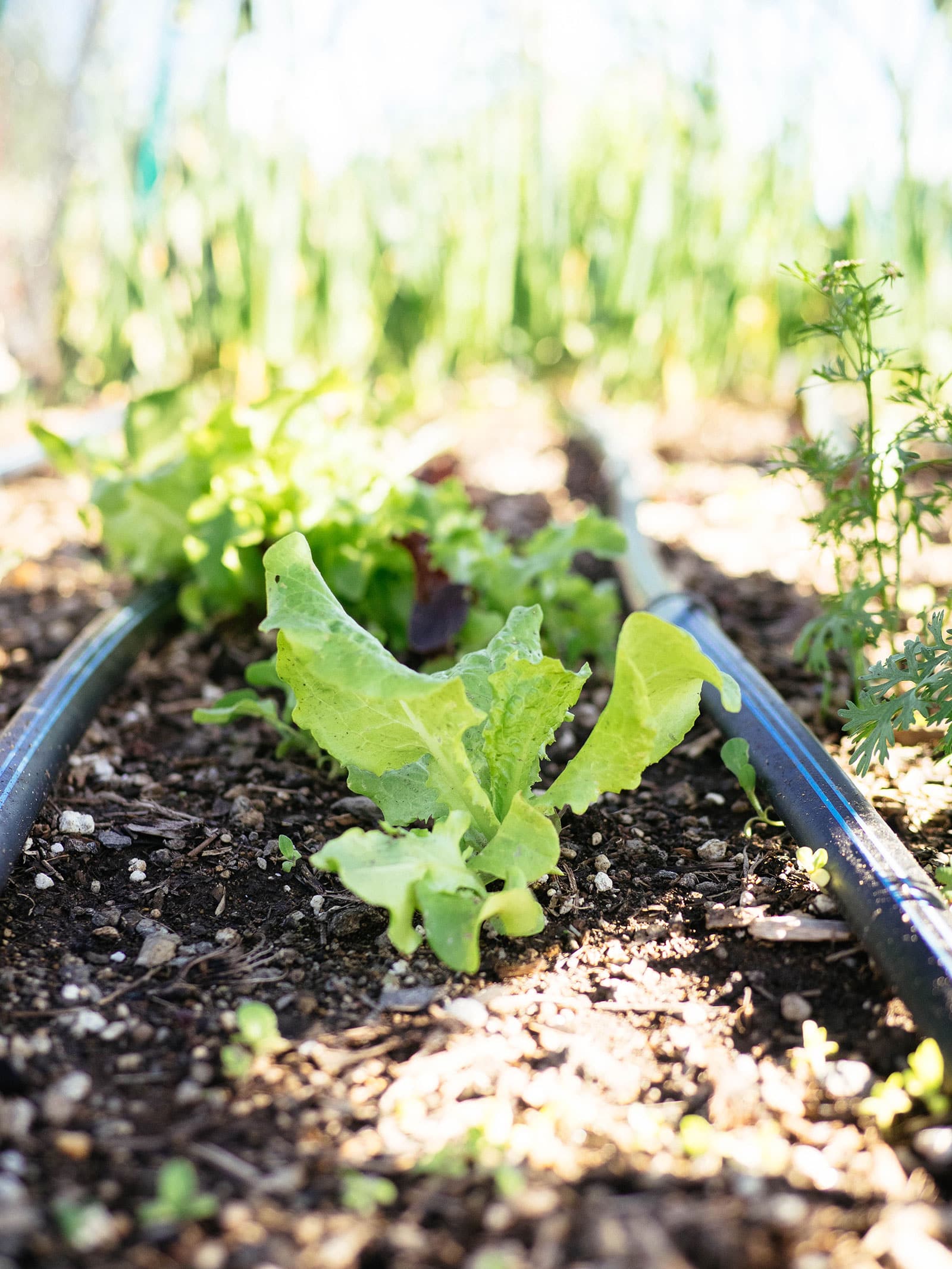 Young lettuce plant growing between drip irrigation lines