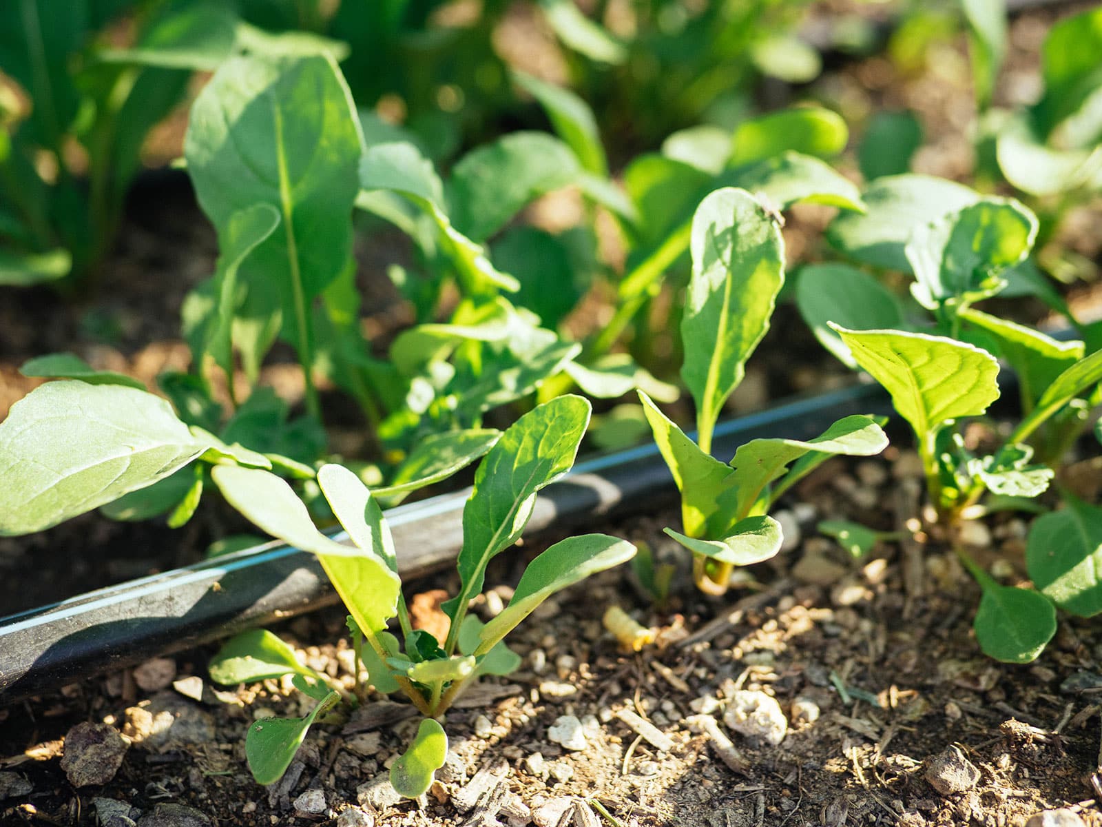 Rocket seedlings in a garden bed with duct tape behind them