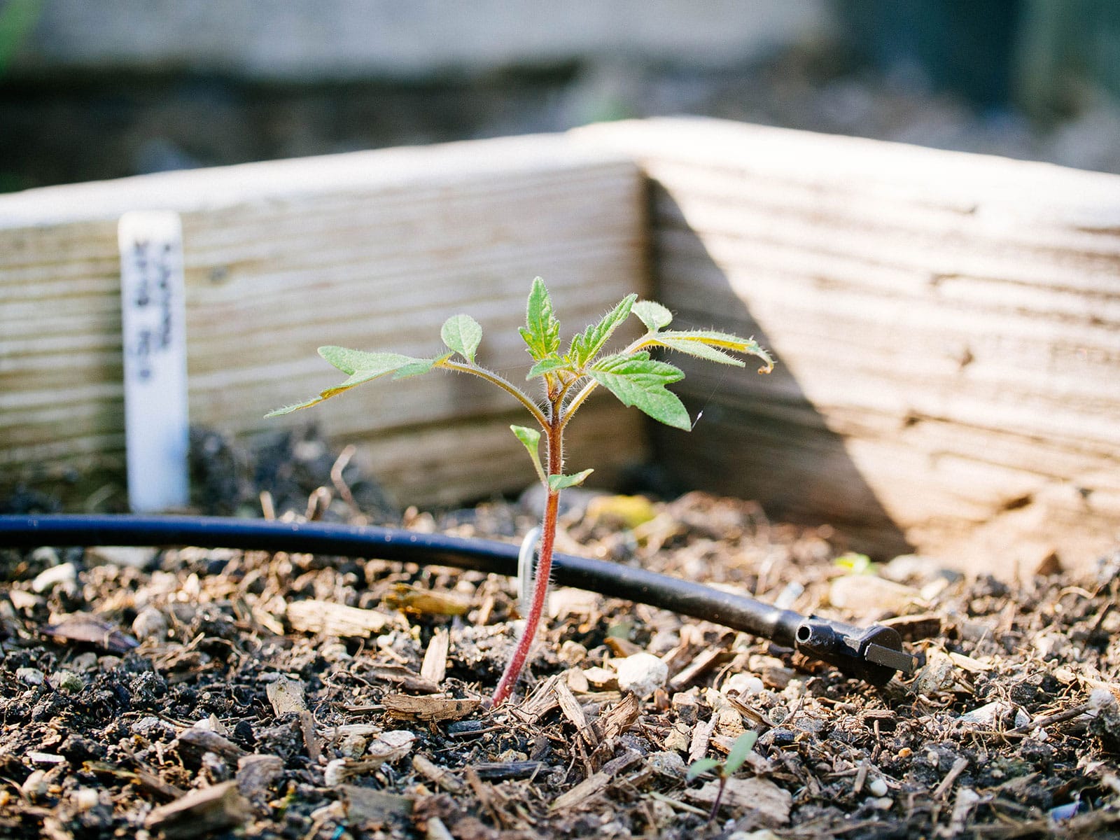 Tomato seedling in raised bed with drip irrigation line behind it