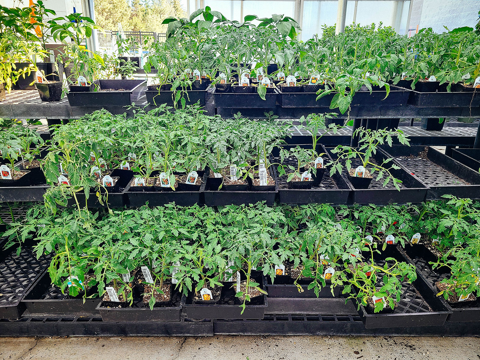 Tomato plant starts in black trays at a garden center