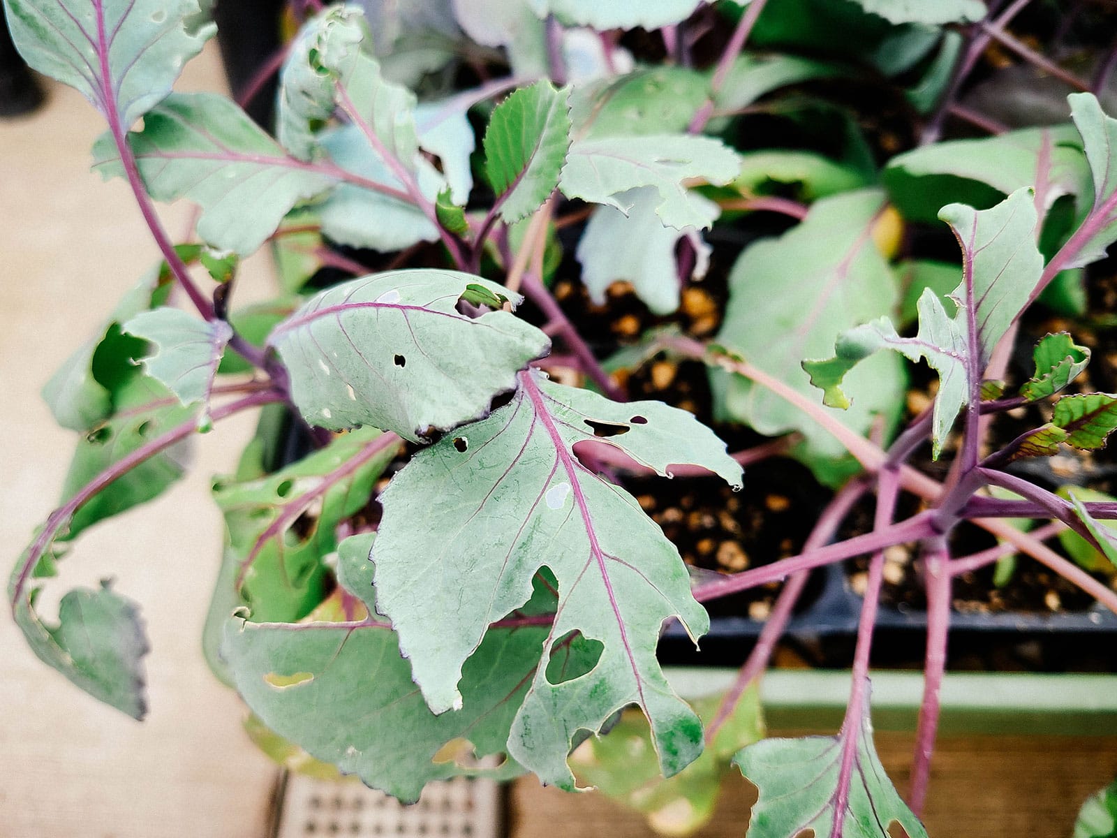 The Kale plant starts out in a garden center, riddled with holes from pest damage