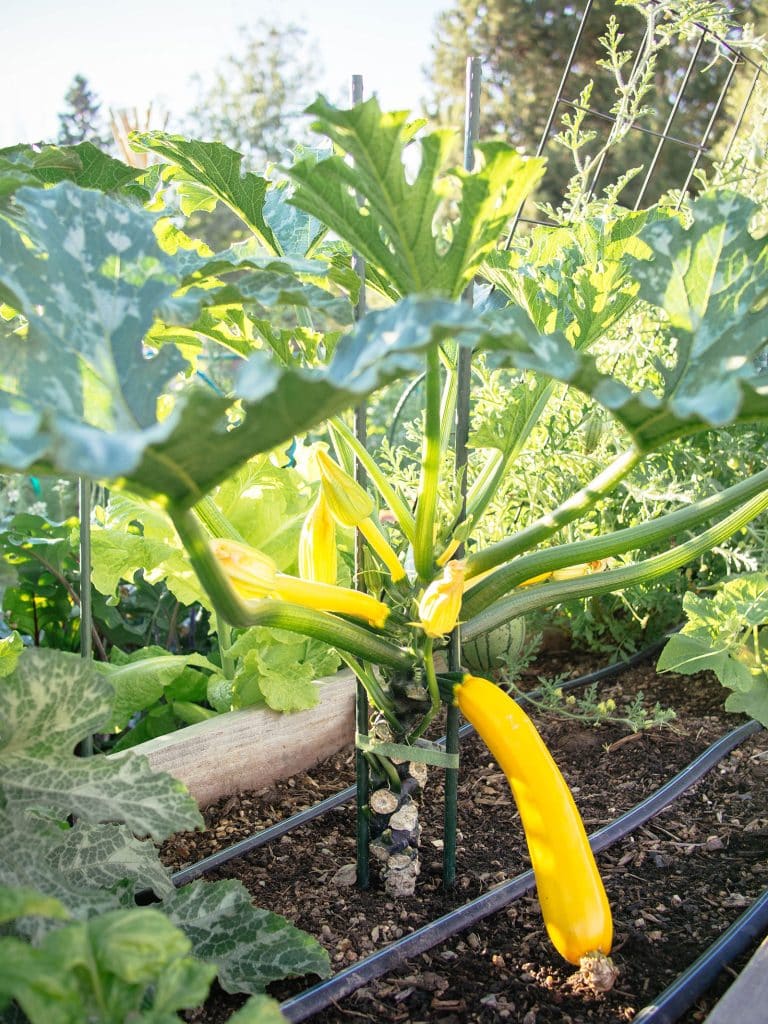 Mature yellow zucchini plant pruned and staked with two green stakes