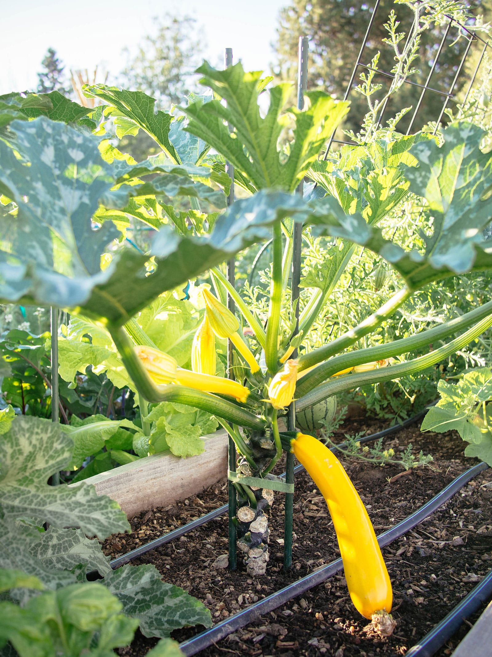 Mature yellow zucchini plant pruned and staked with two green stakes