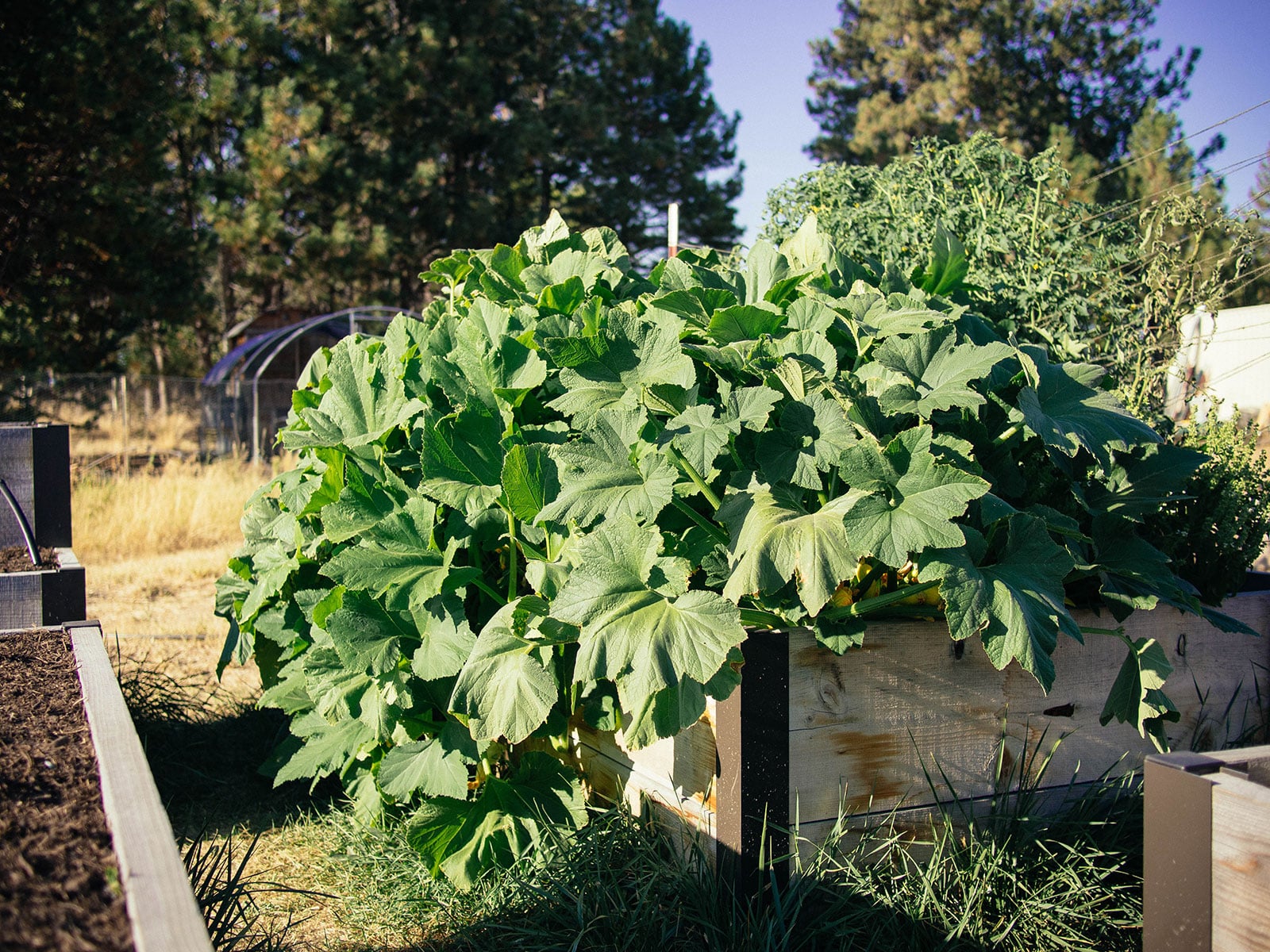 Large squash plant occupying a raised bed