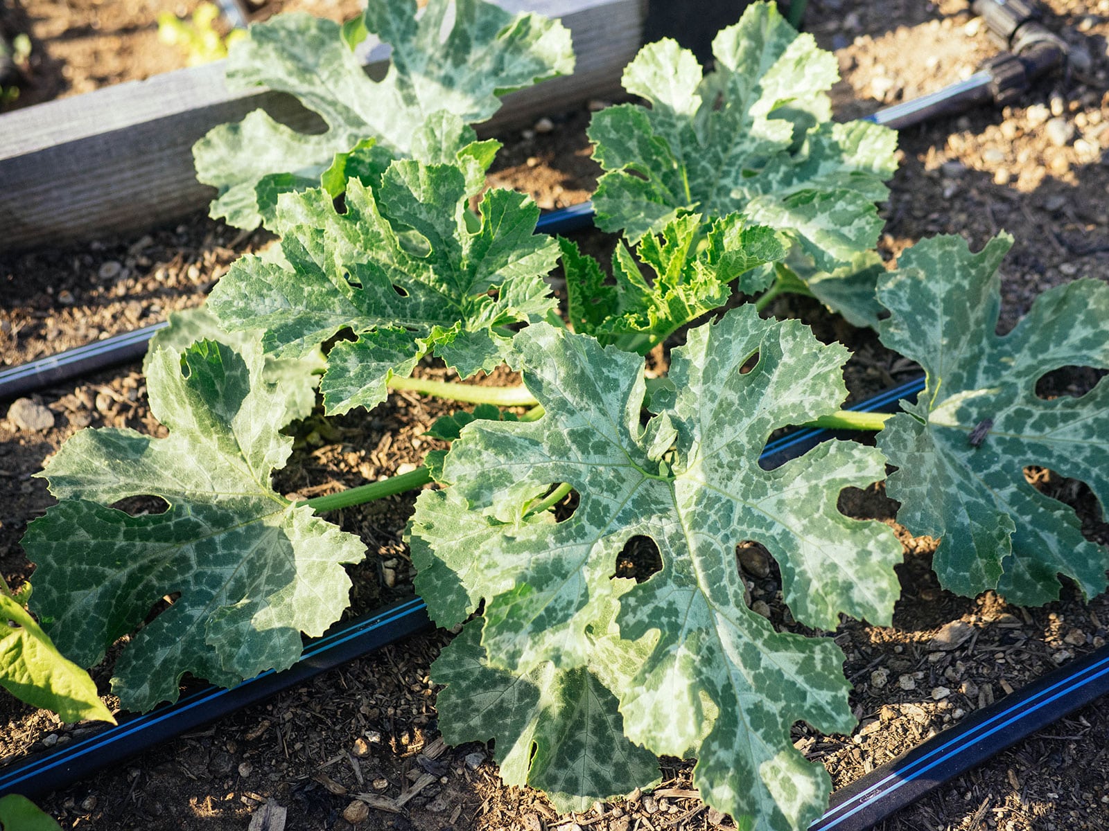 Young large squash in a raised bed with drip irrigation