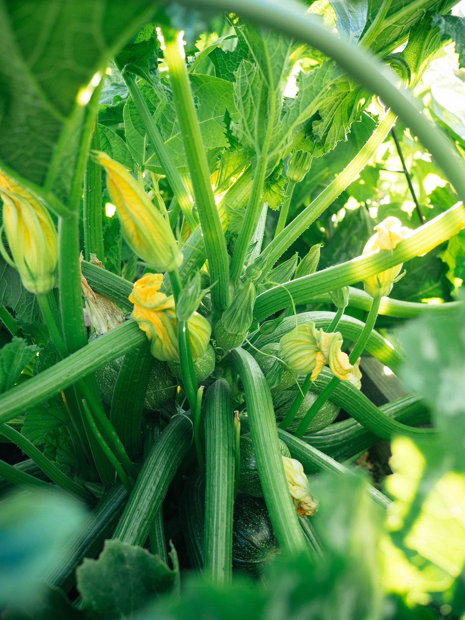 A large gourd plant with many leaves, flowers and fruits