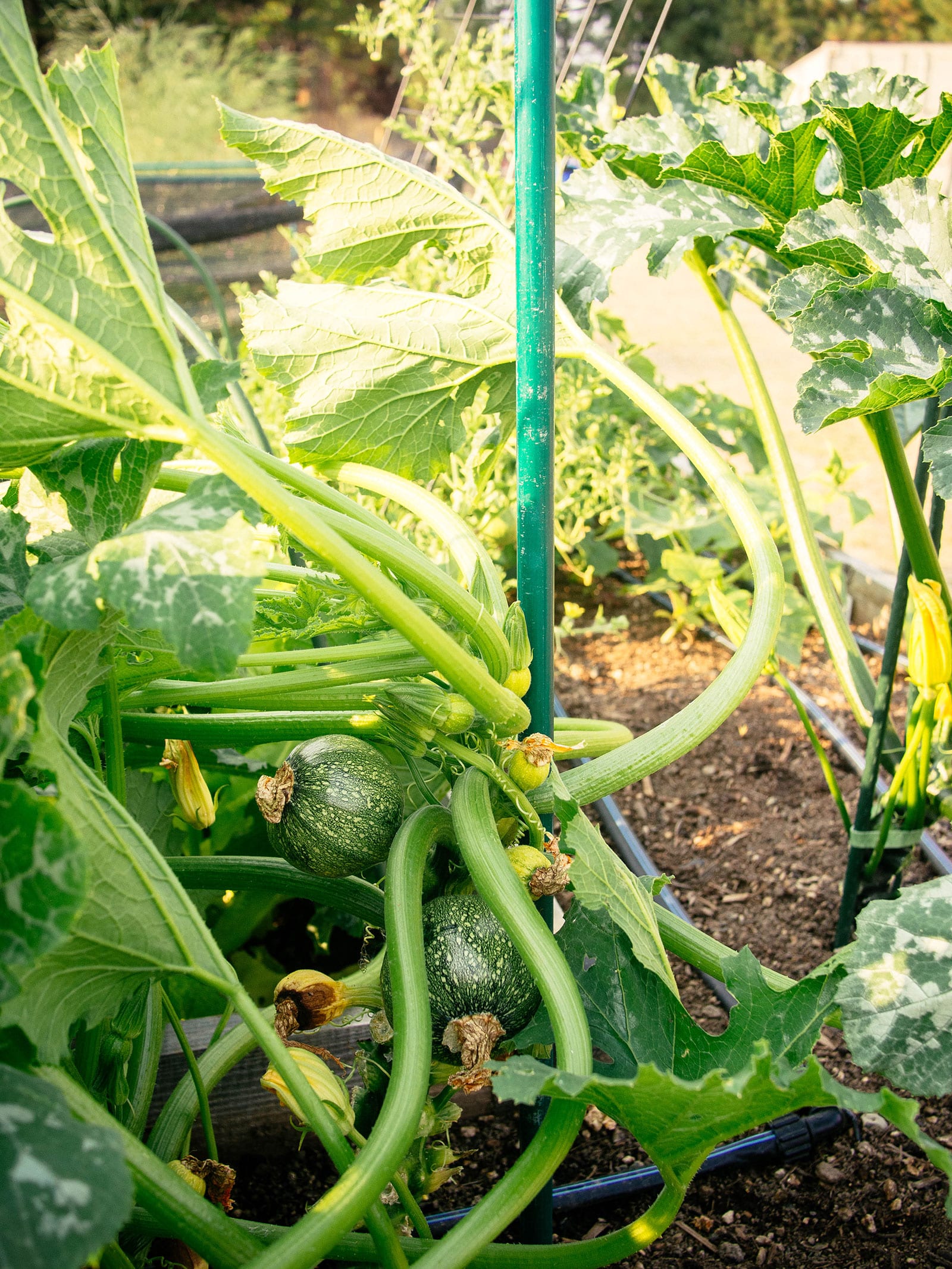 Mature Eightball squash plant supported by green EMT conduit stake