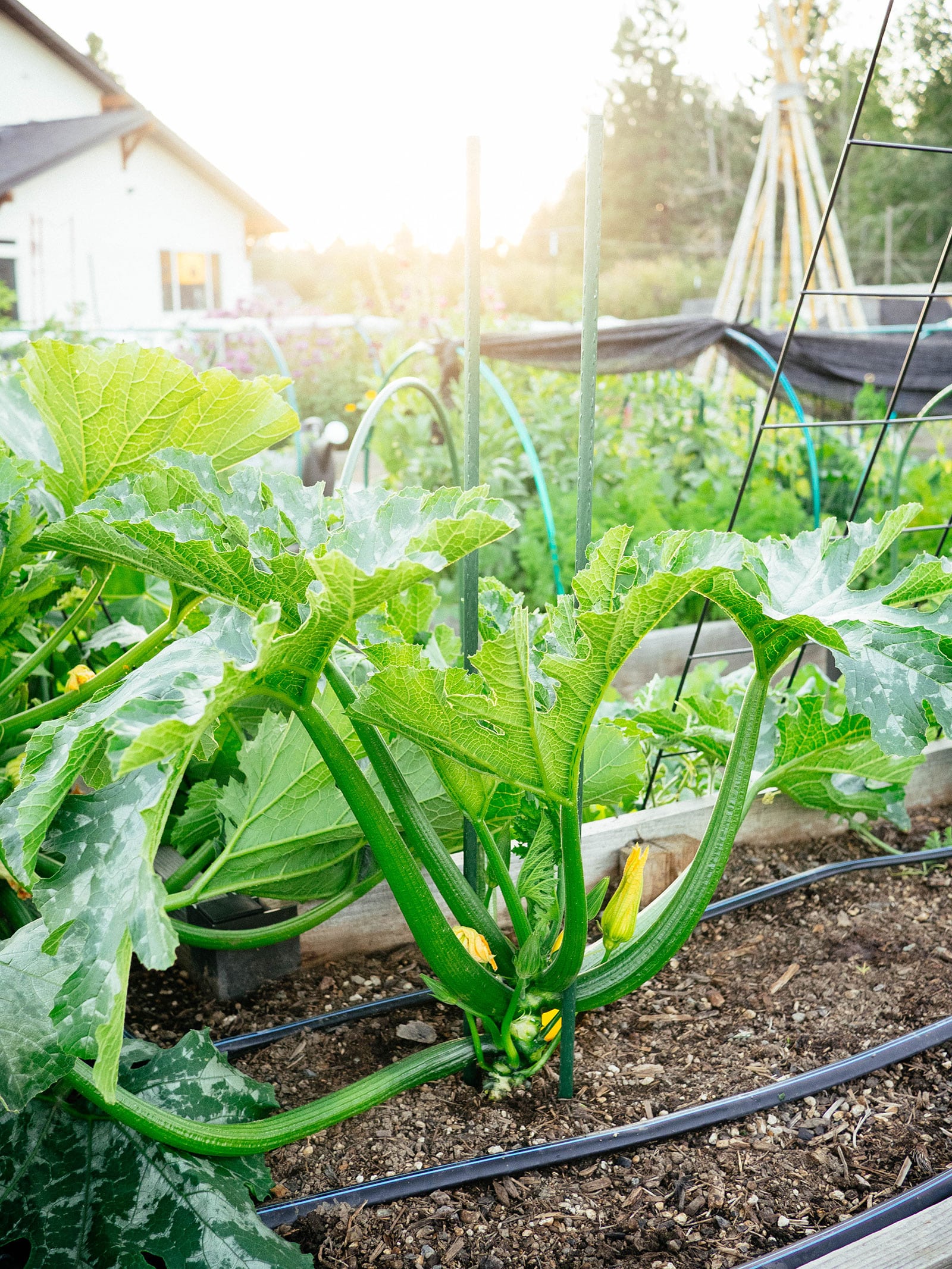 Small courgette plant supported by two metal garden stakes in a raised bed