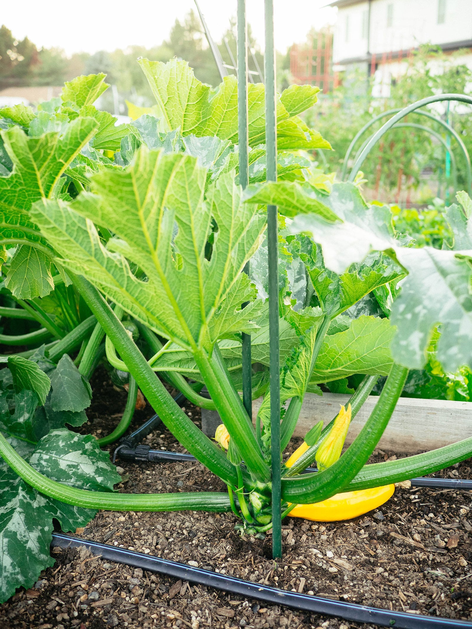 Small yellow pumpkin plant supported by two metal stakes in a garden