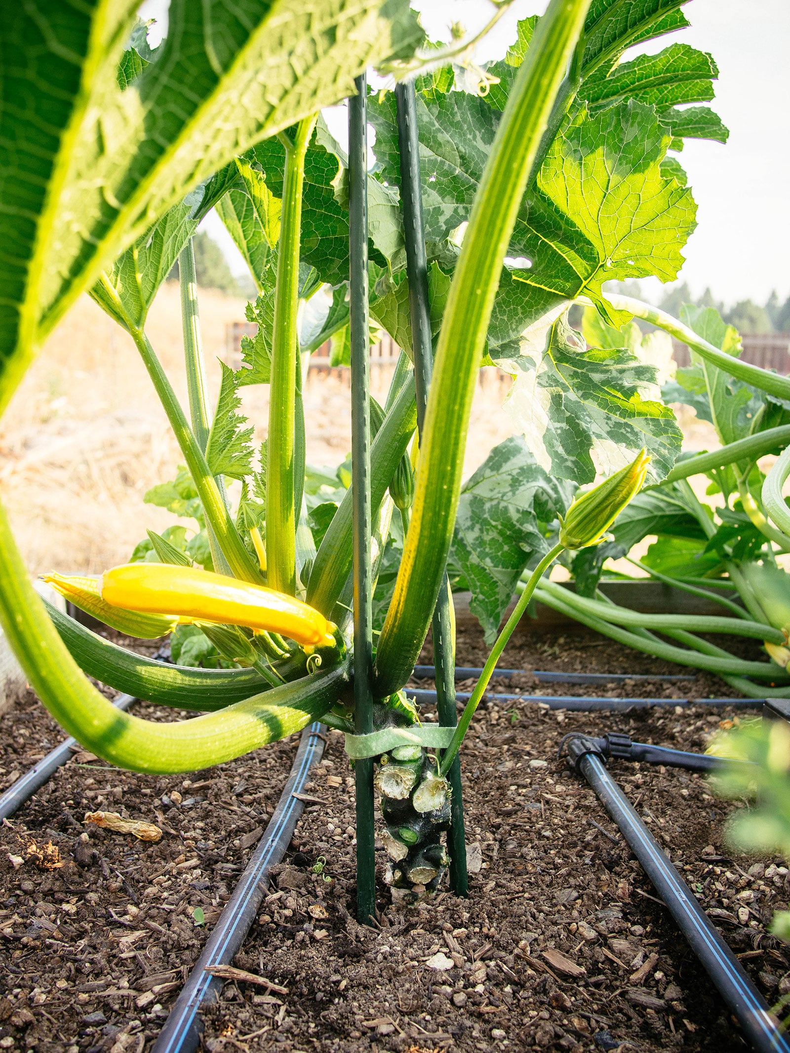 Ripe yellow squash with main stem pruned and supported with two garden stakes