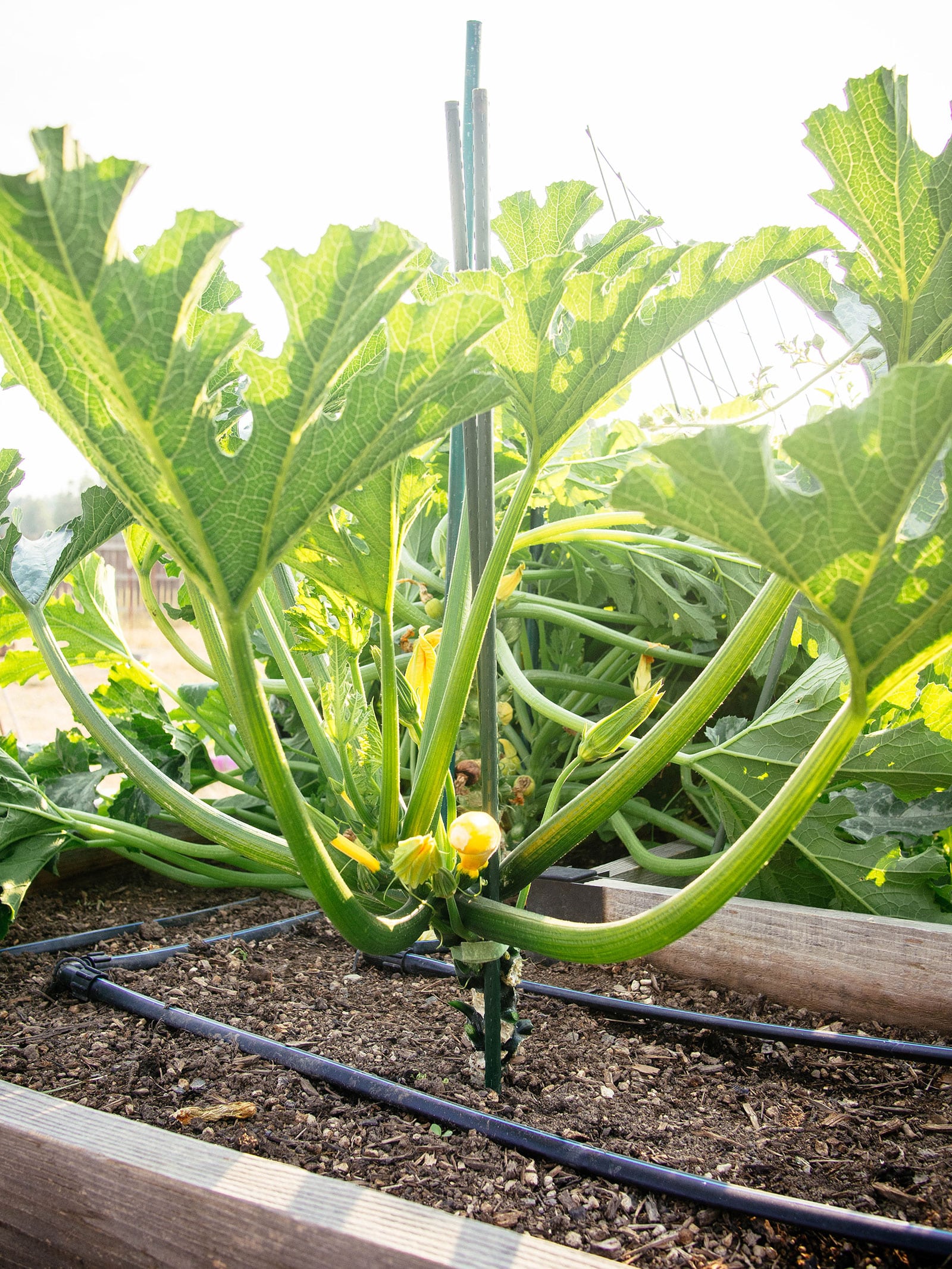 Mature squash plant pruned from lower leaves and supported on stakes