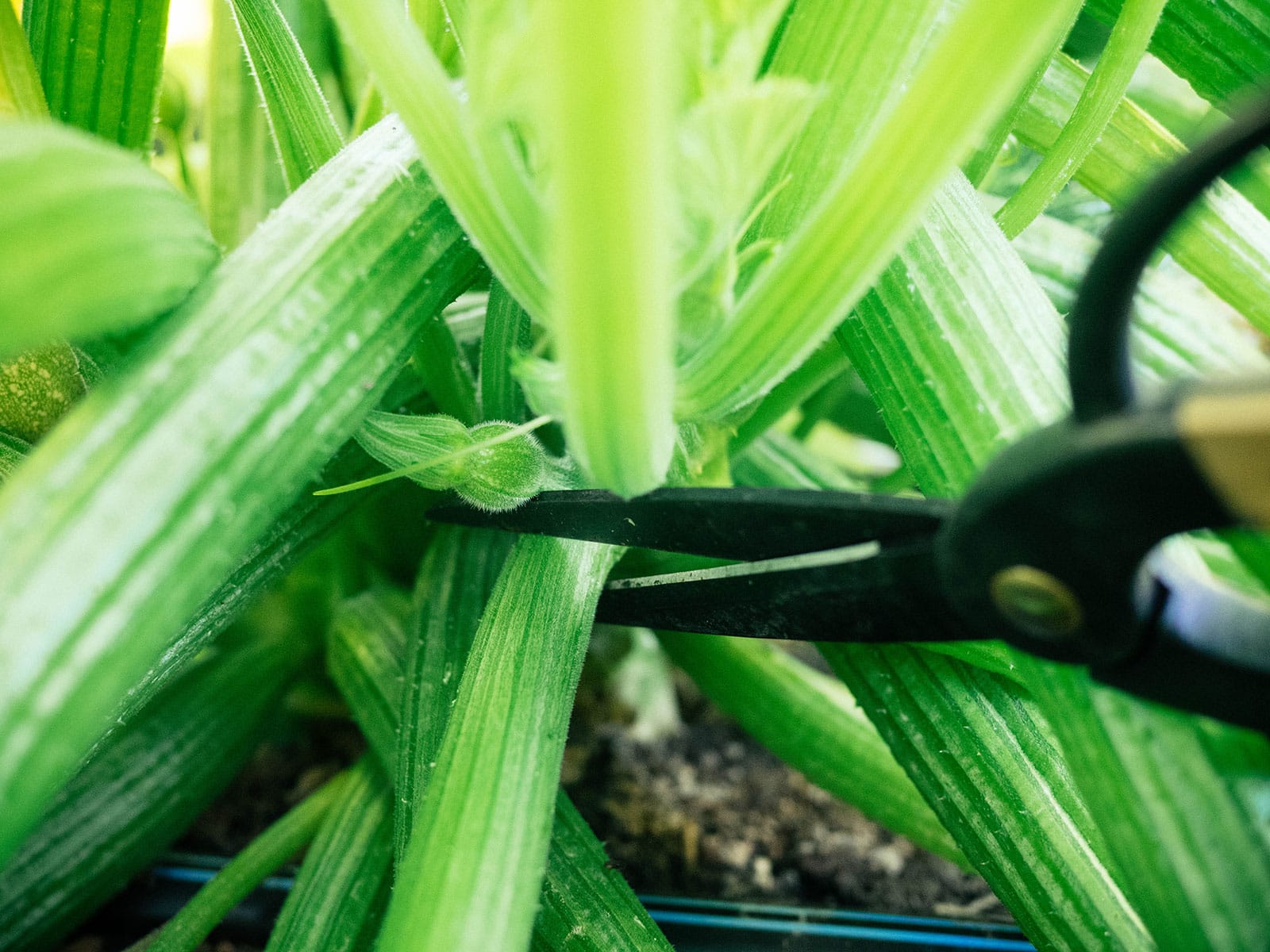 Scissors to cut a zucchini leaf stem