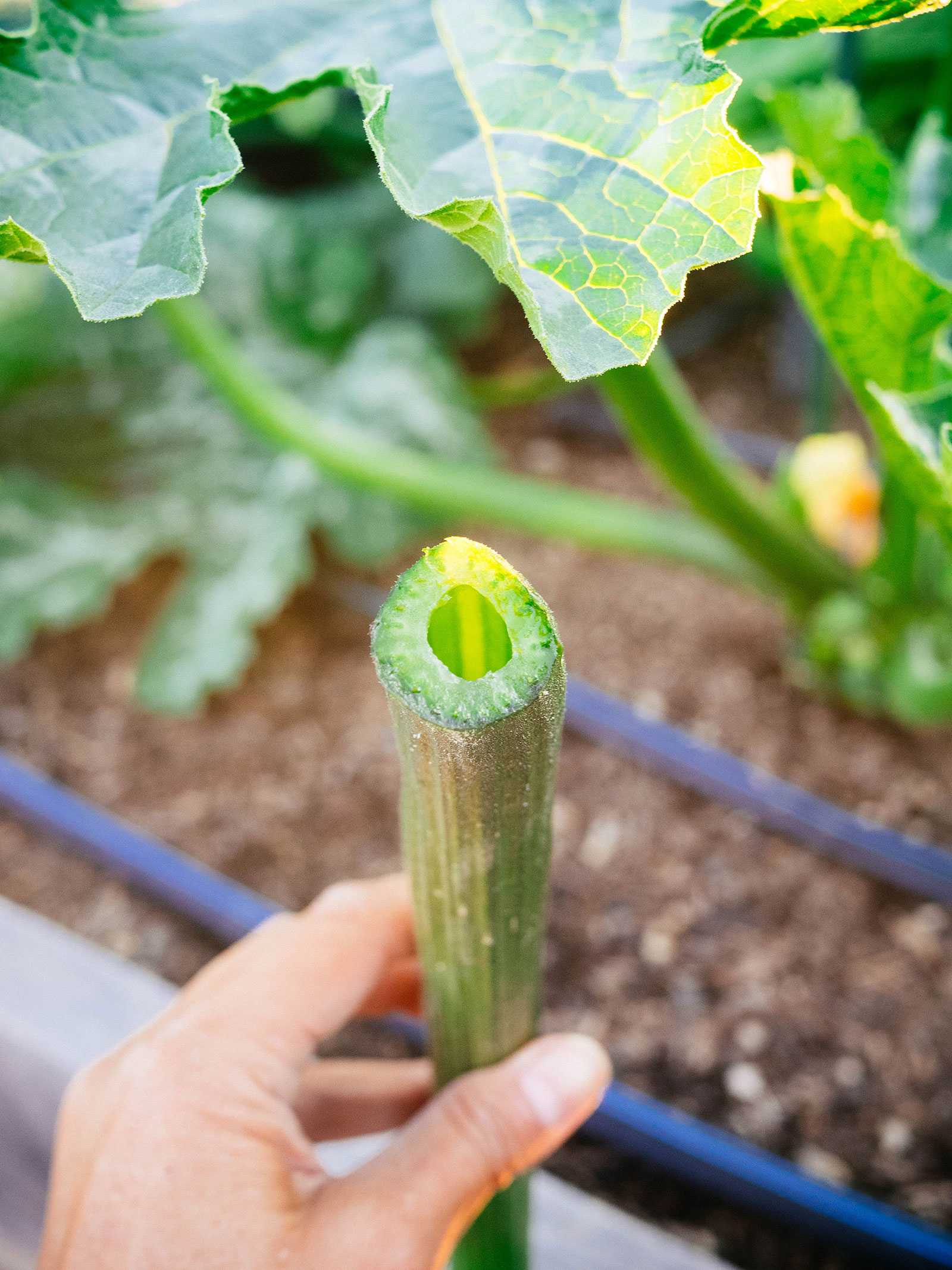 Hand holding a hollow stem of pumpkin leaf