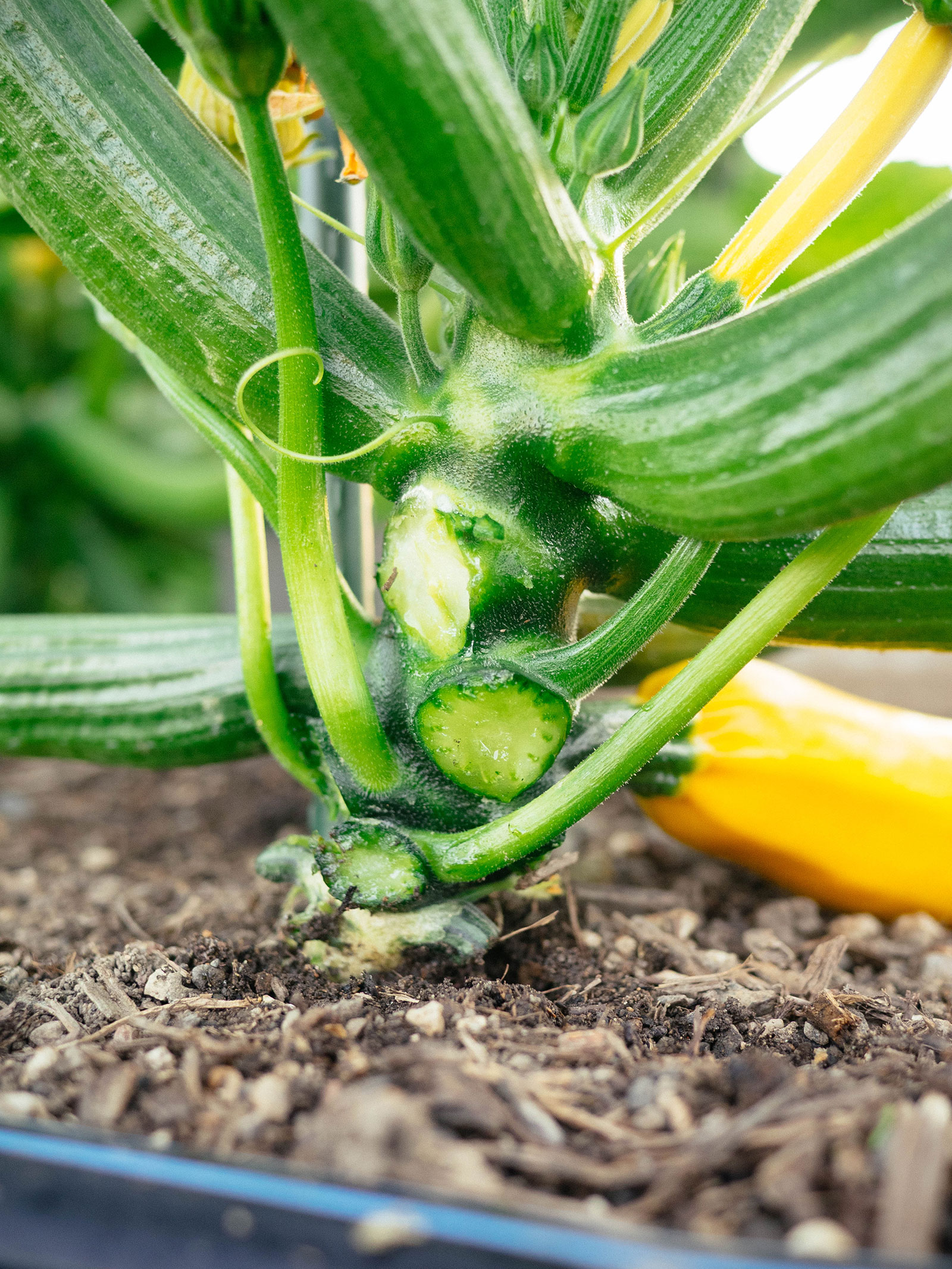 Close-up of squash stem with lower leaves removed