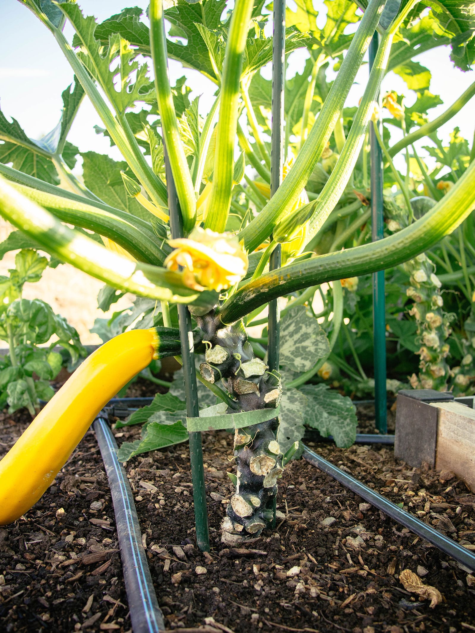 Ripe yellow squash pruned and supported by two metal garden stakes