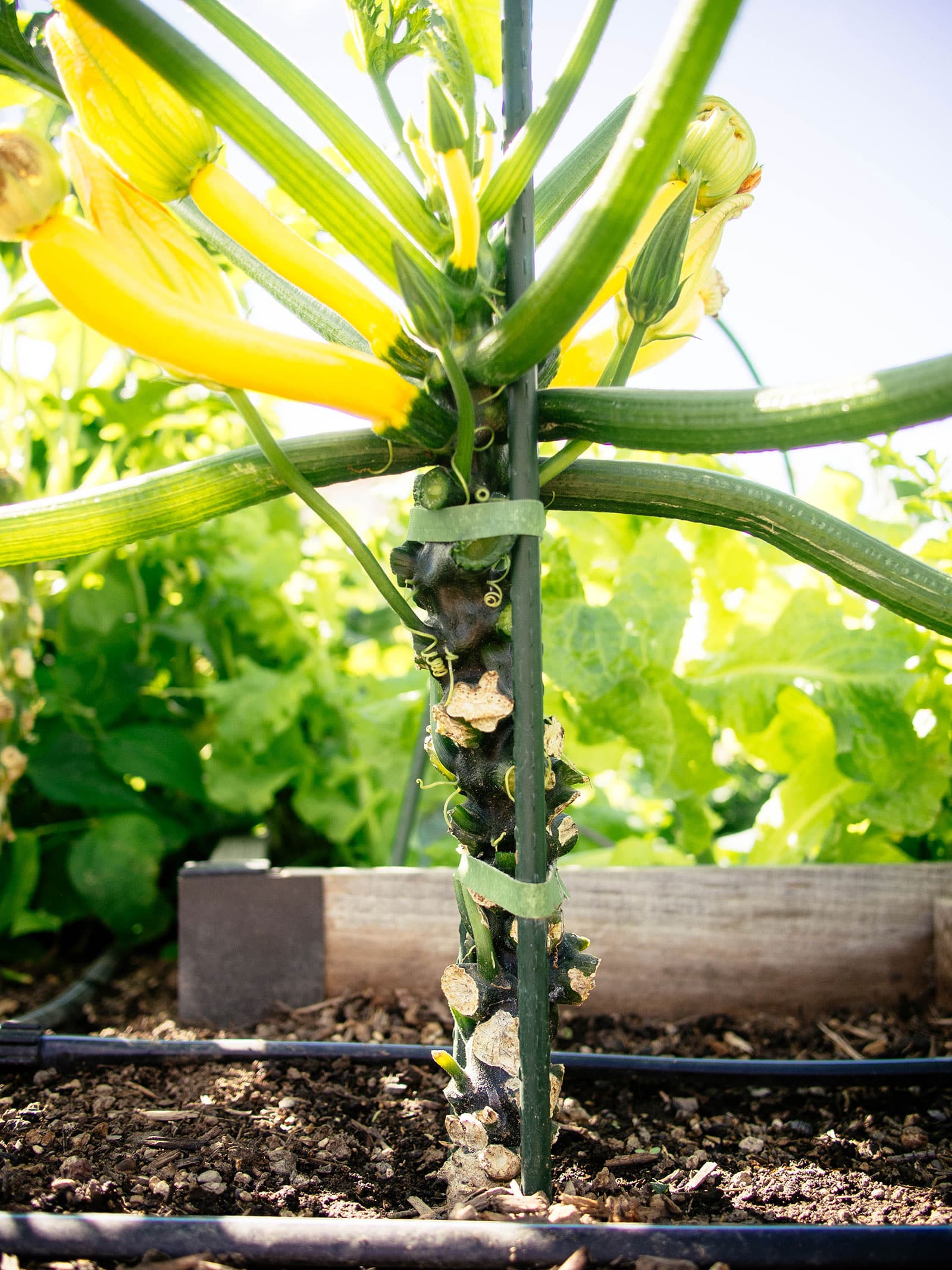 Ripe squash stalk stacked and pruned of its lower leaves