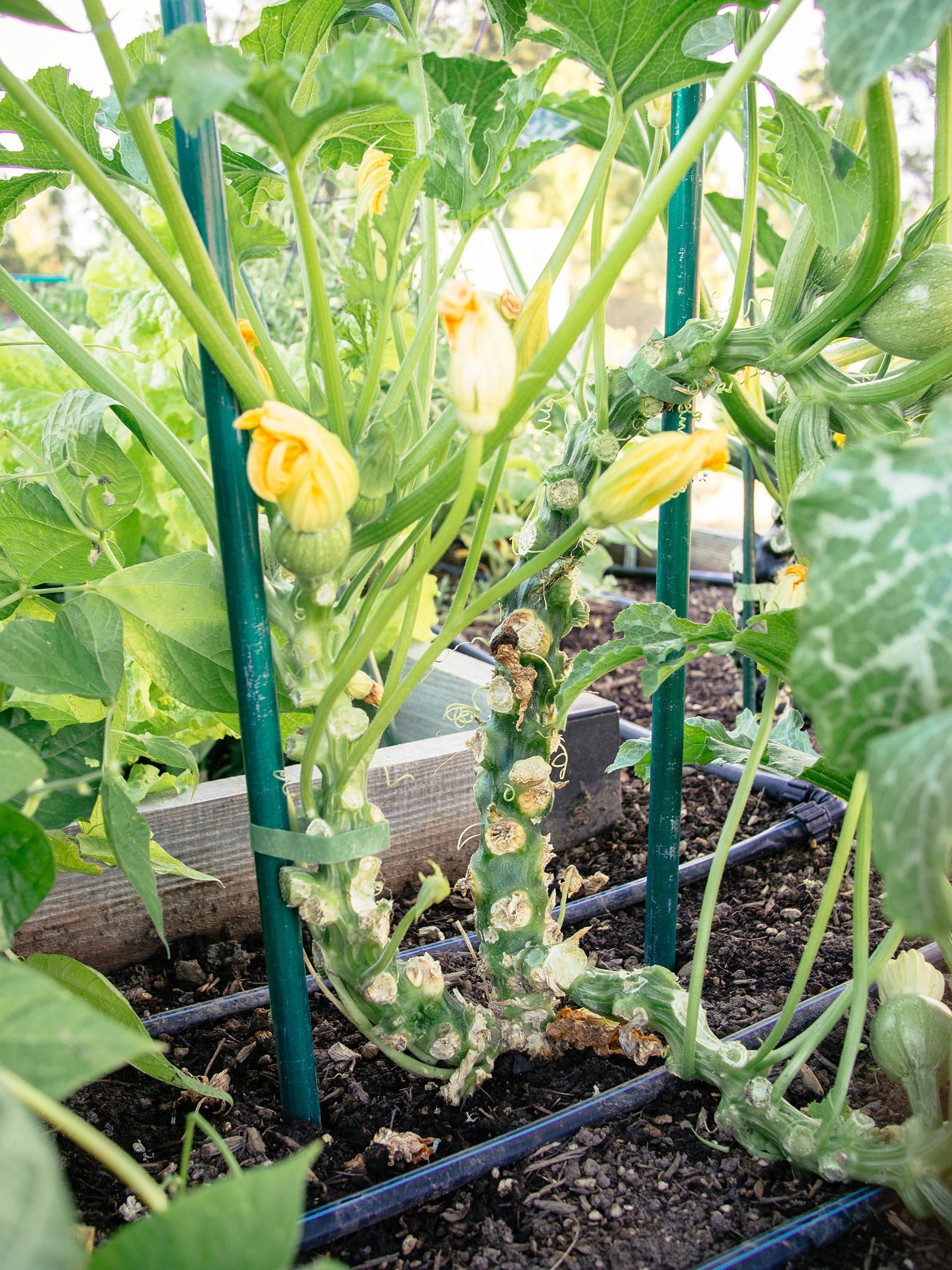 Mature and heavily pruned multi-stemmed squash plant supported by two EMT conduit stakes