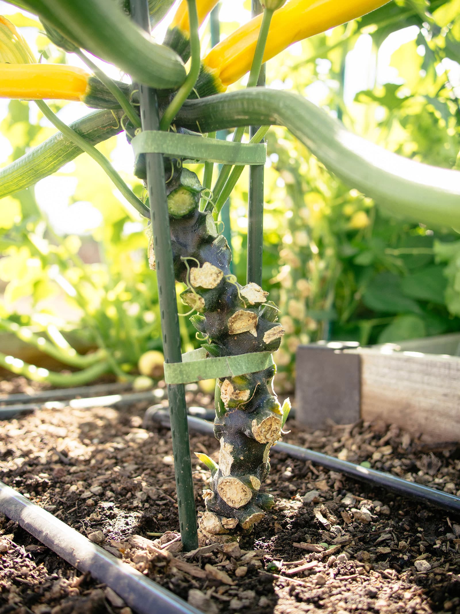 Ripe courgette stem growing vertically between two garden stakes with lower leaves removed