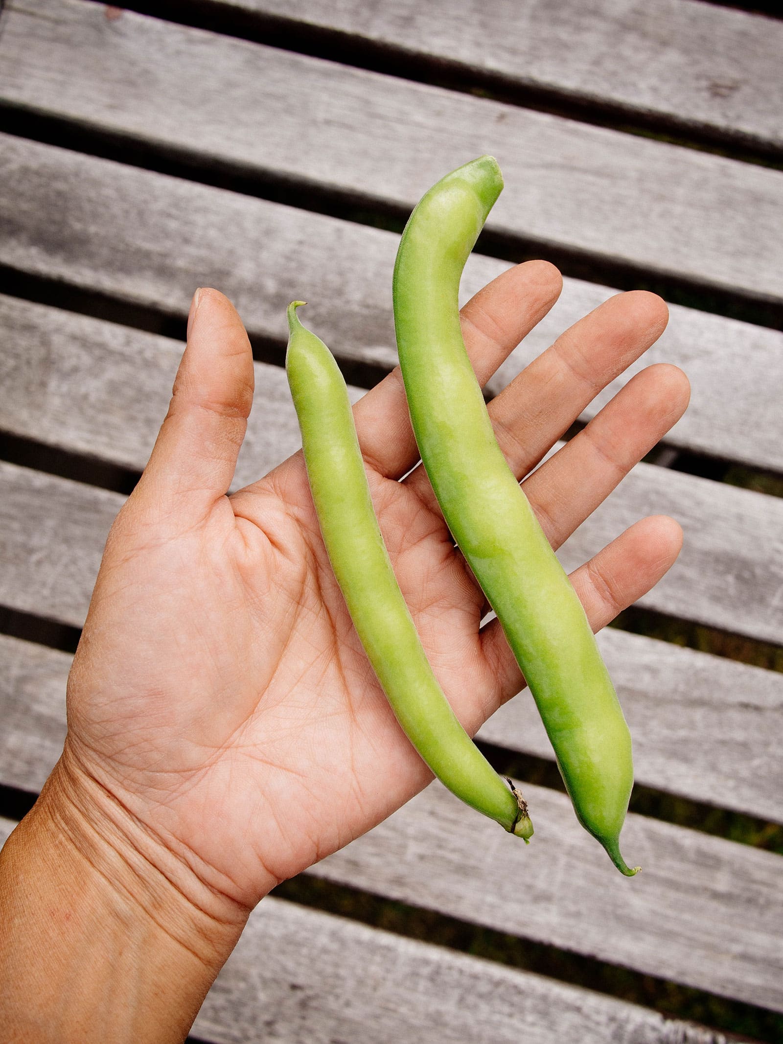 Woman's hand holding a large fava bean and medium fava bean in her outstretched palm