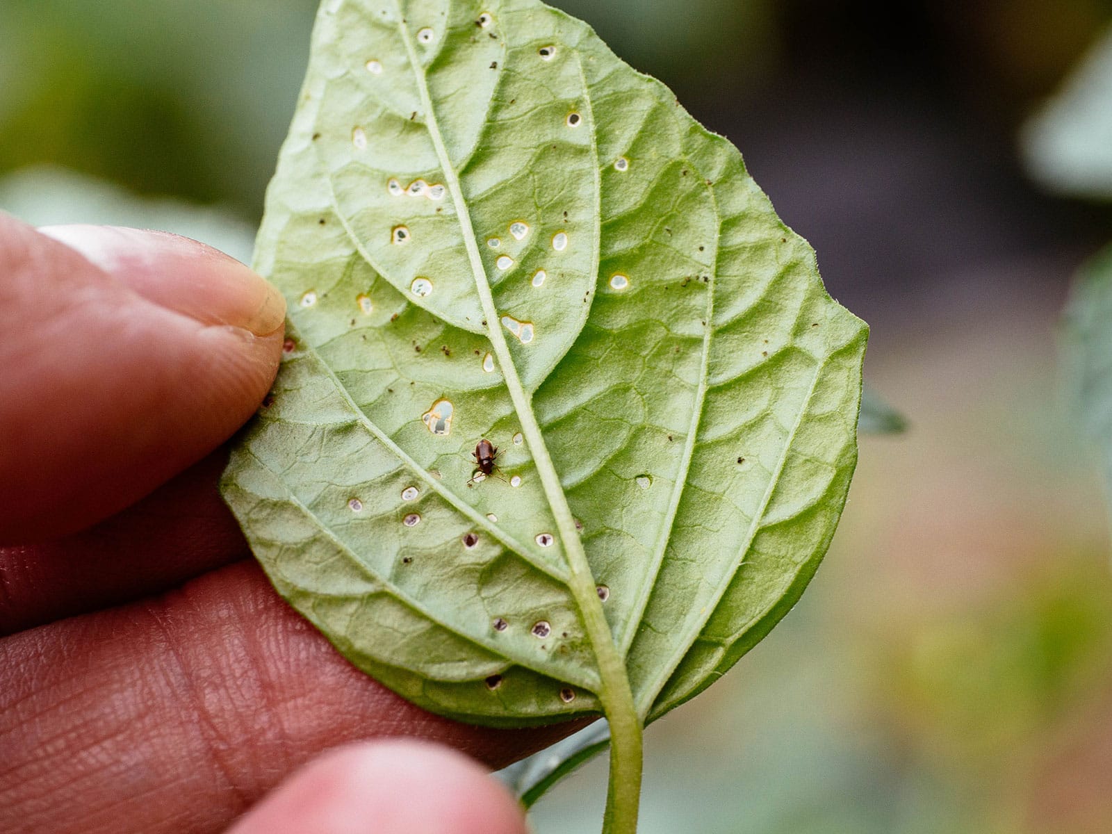 Hand showing the underside of a leaf where a brown flea beetle has been chewing holes