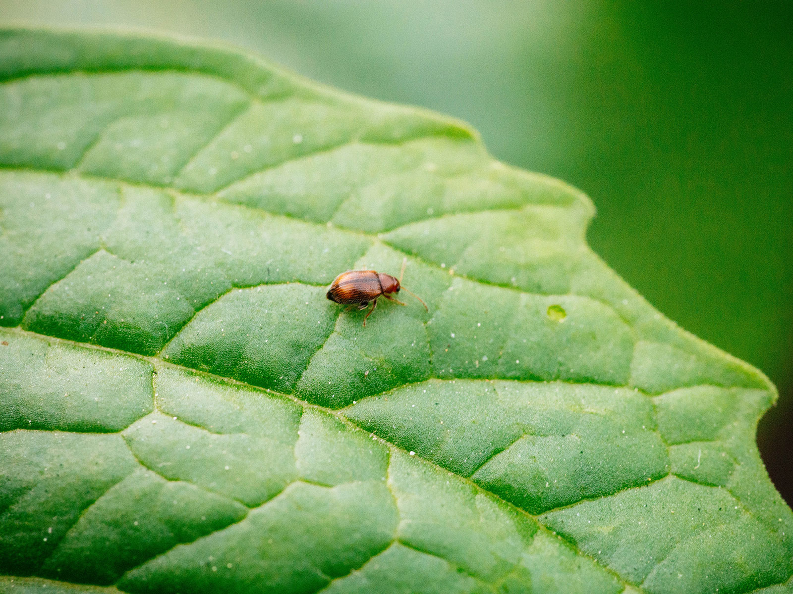 brown flea beetle on a leaf