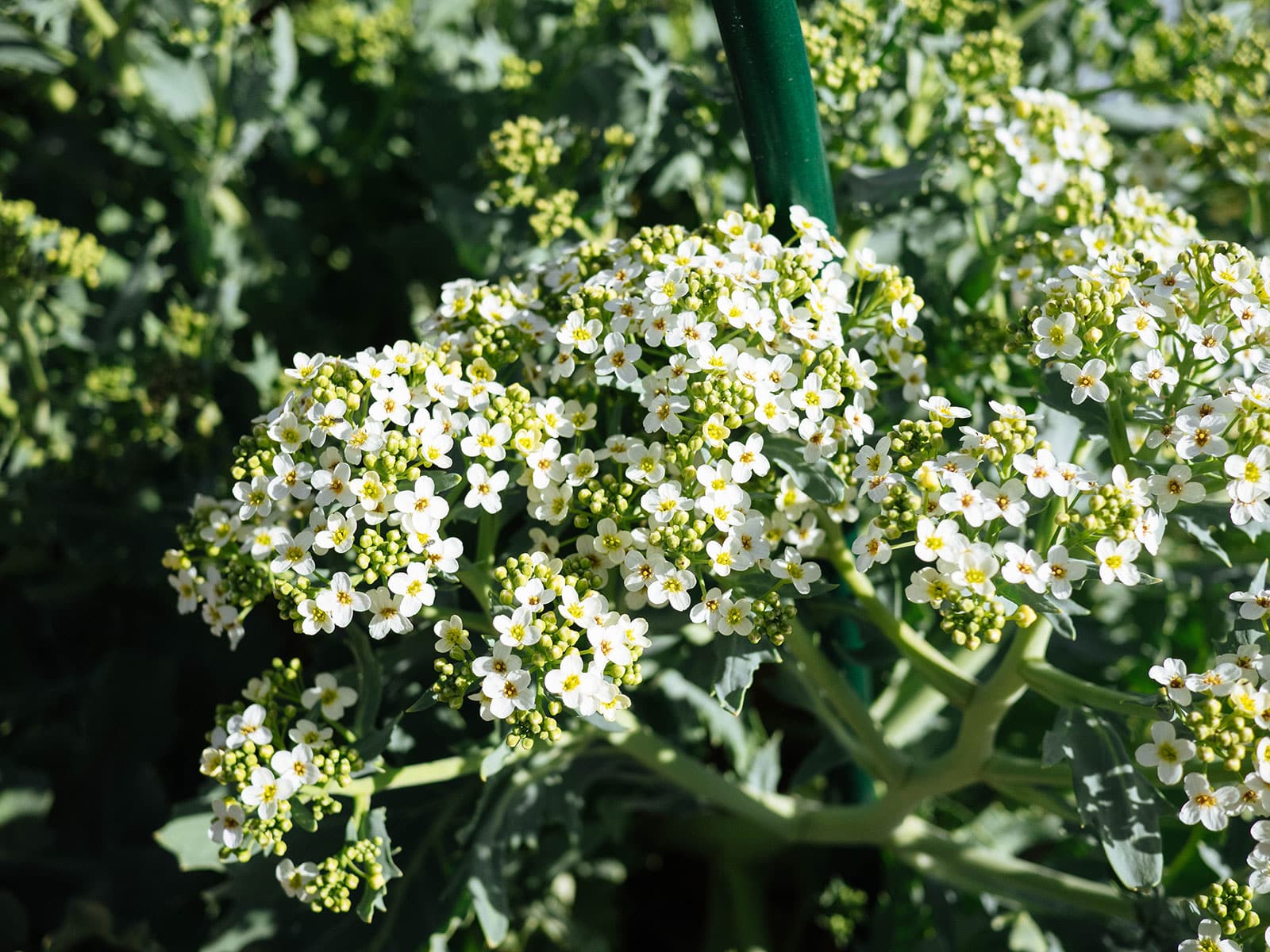 perennial sea kale plant with white flowers