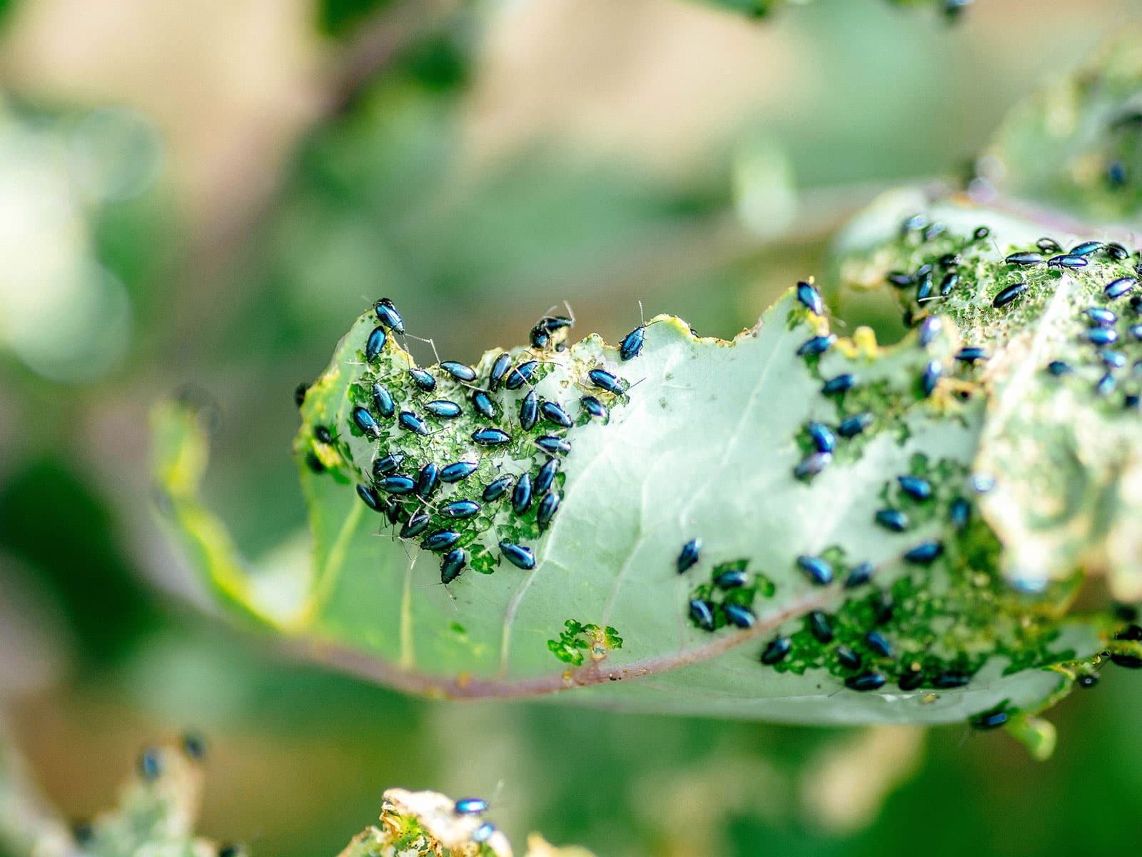 Infestation of flea beetles feeding on kohlrabi leaves
