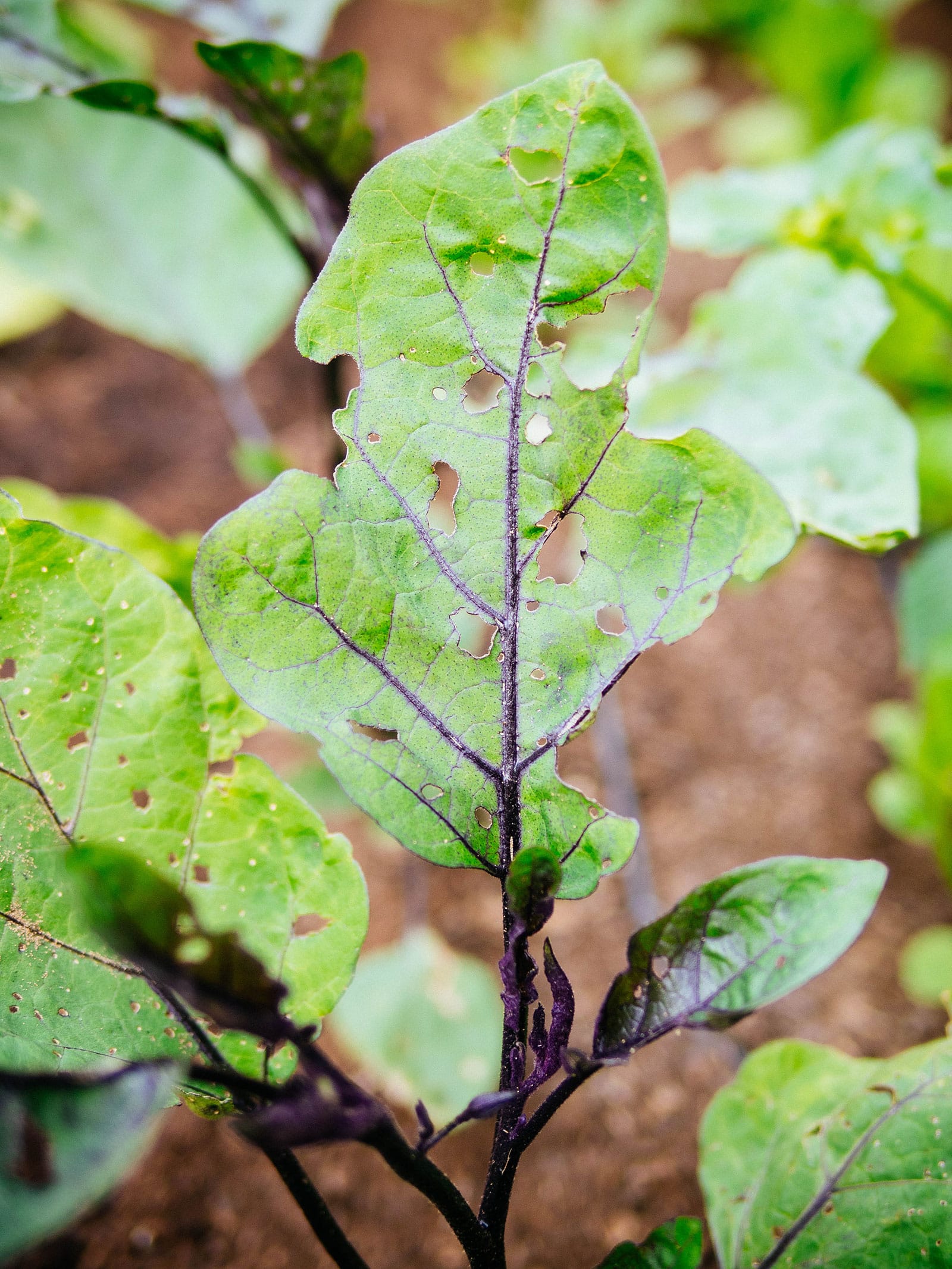 Eggplant leaves damaged by flea beetles