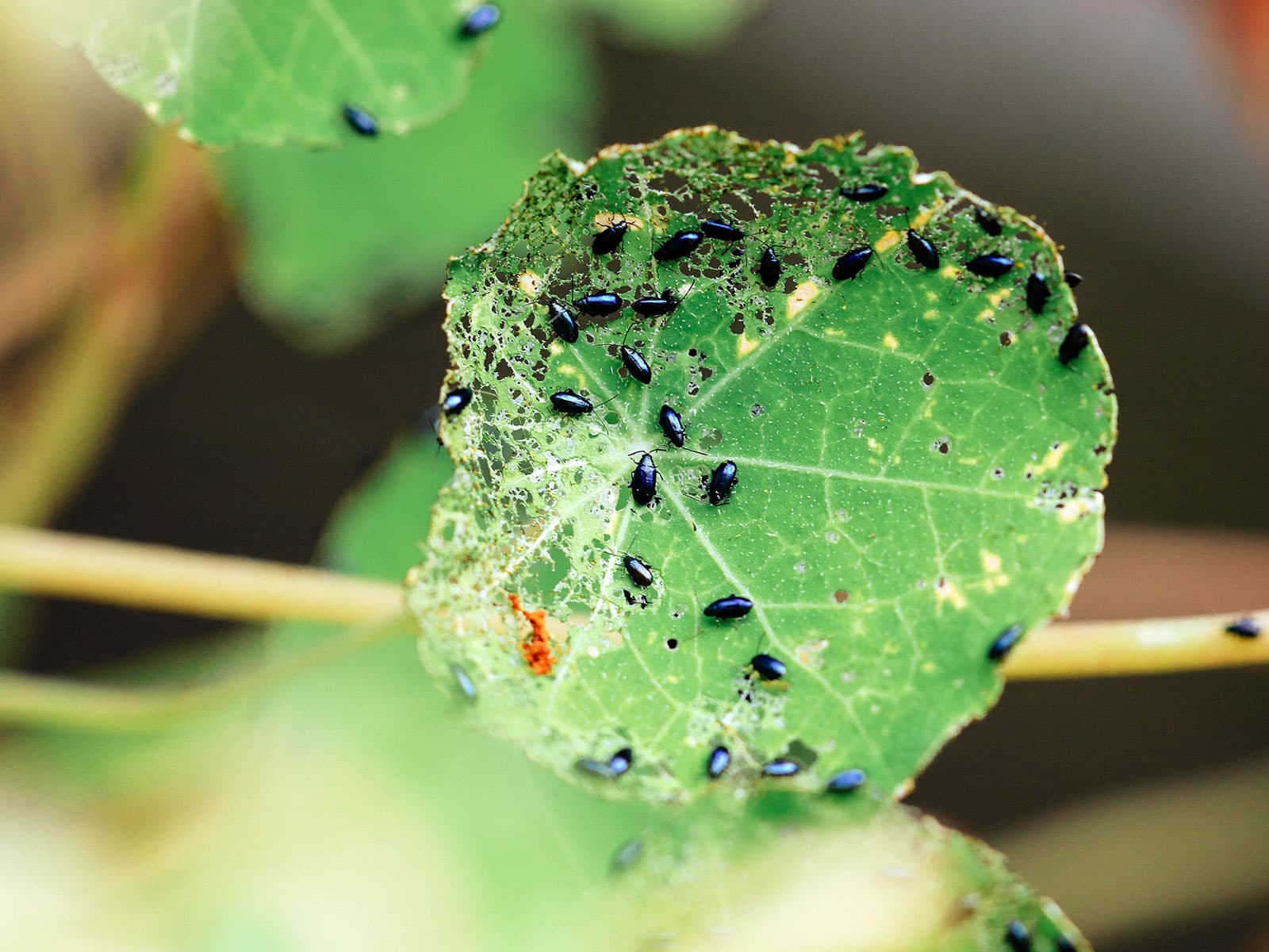 Black flea beetles invade the leaves of nasturtiums, leaving many small holes.