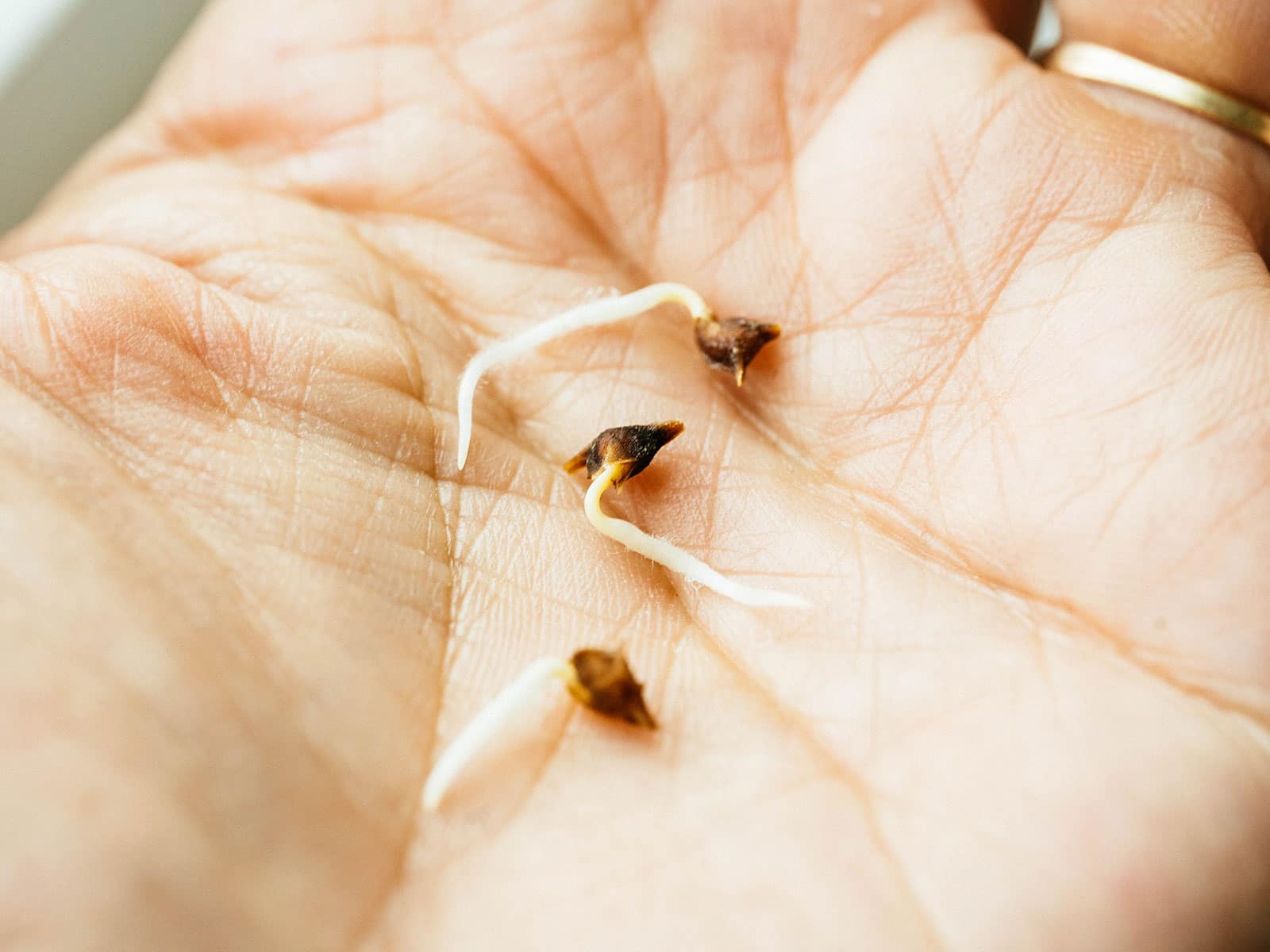 Three newly sprouted spinach seeds sitting in a woman's outstretched palm