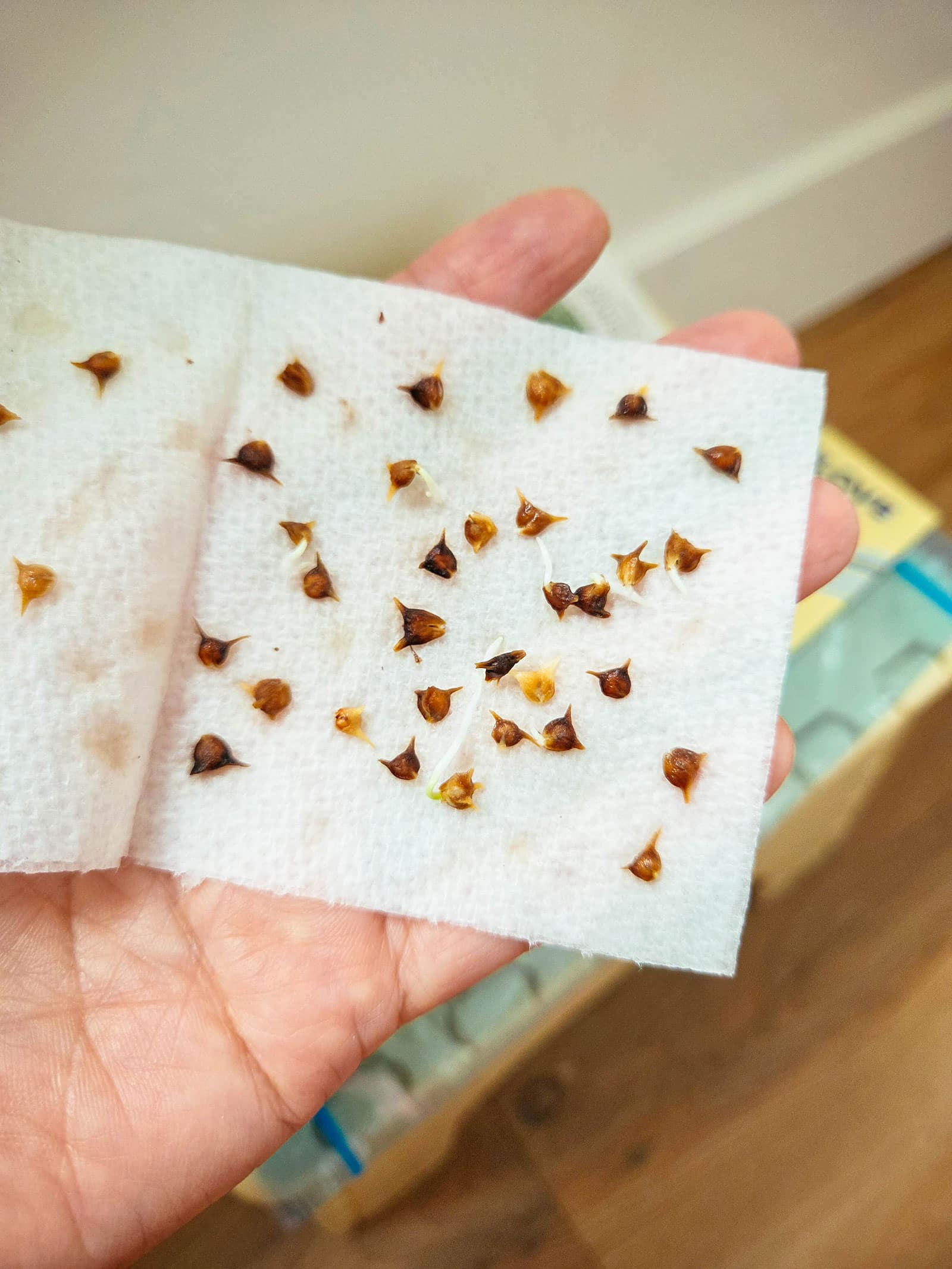 Woman's outstretched palm holding a wet paper towel with sprouted spinach seeds spread across it
