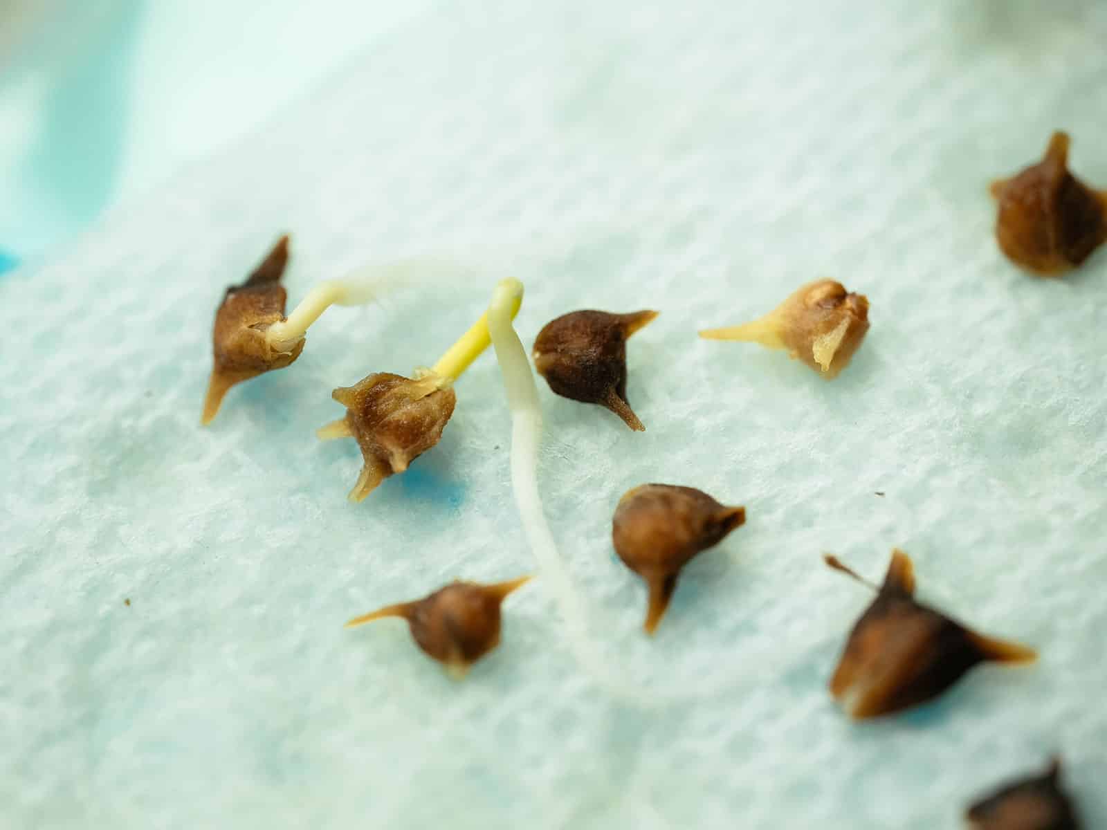 Spinach seeds germinate and show their original white roots