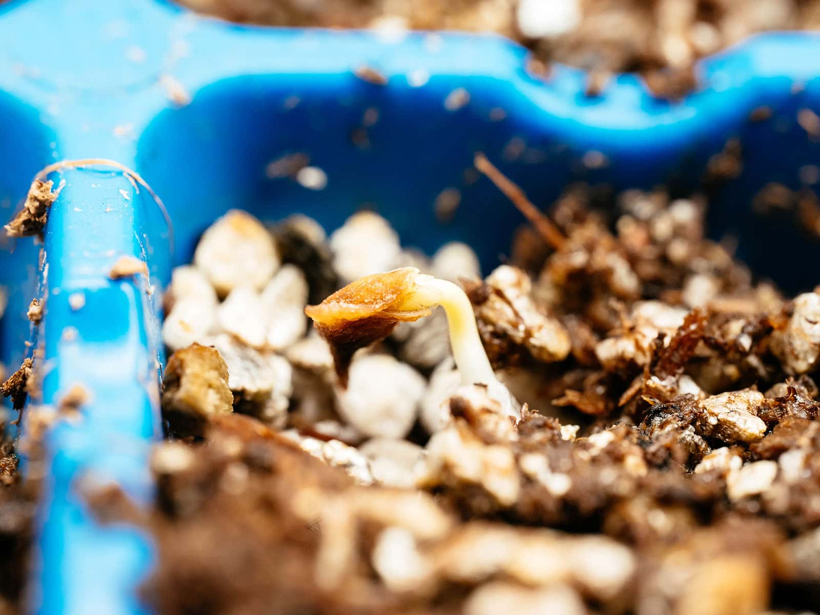 Germinated spinach seed anchored in potting soil in a blue seed starting tray