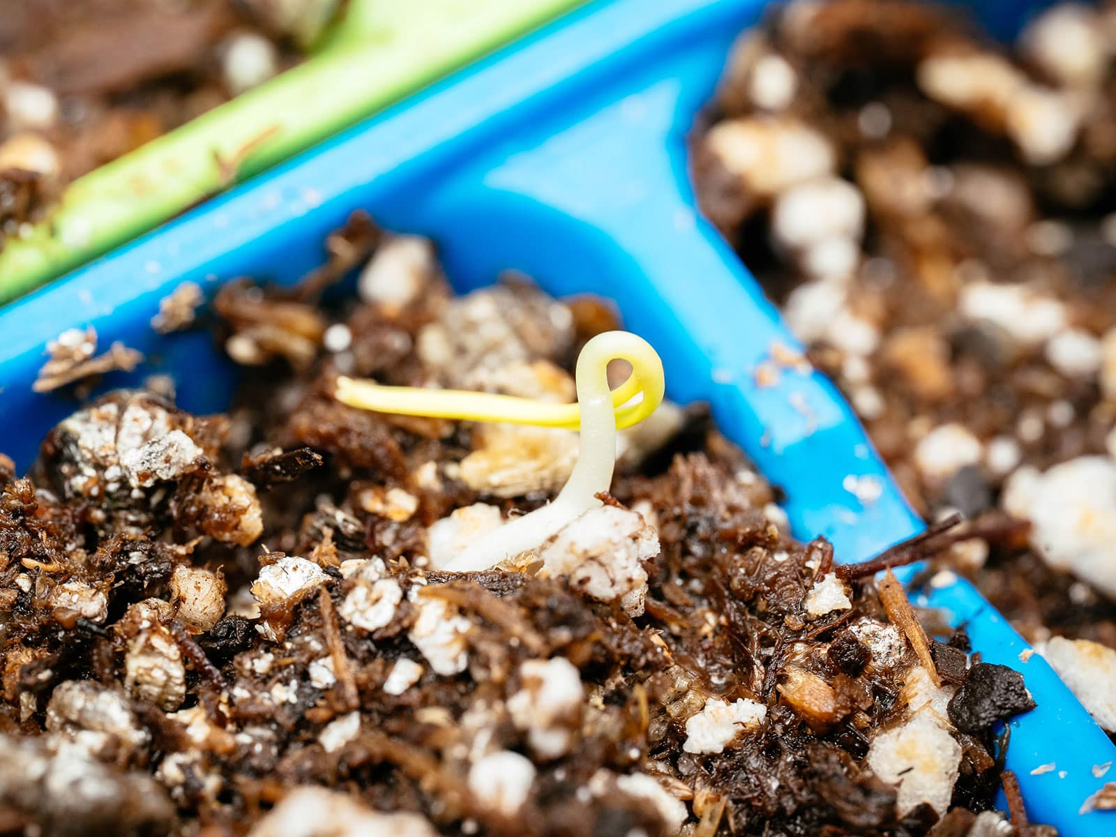 A newly germinated spinach seedling begins to unfurl its cotyledons in potting soil