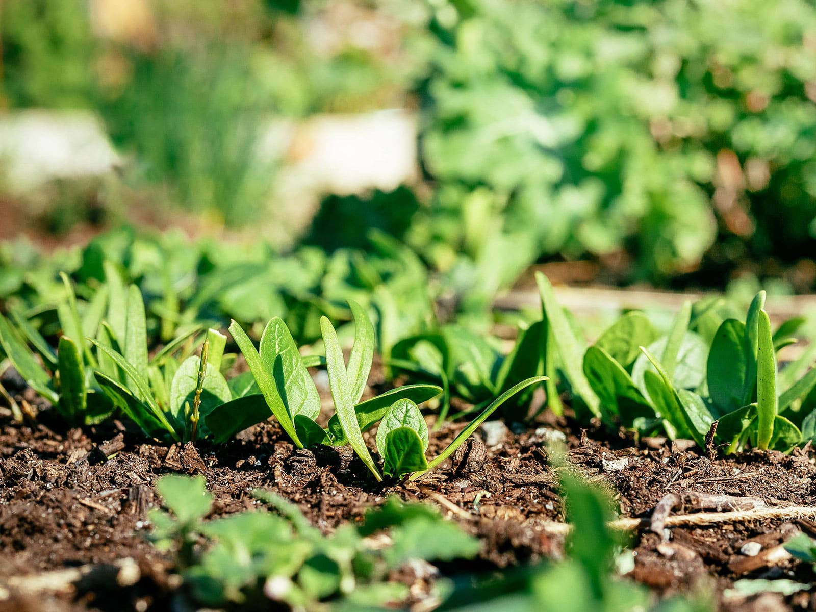 Spinach seedlings growing in a garden