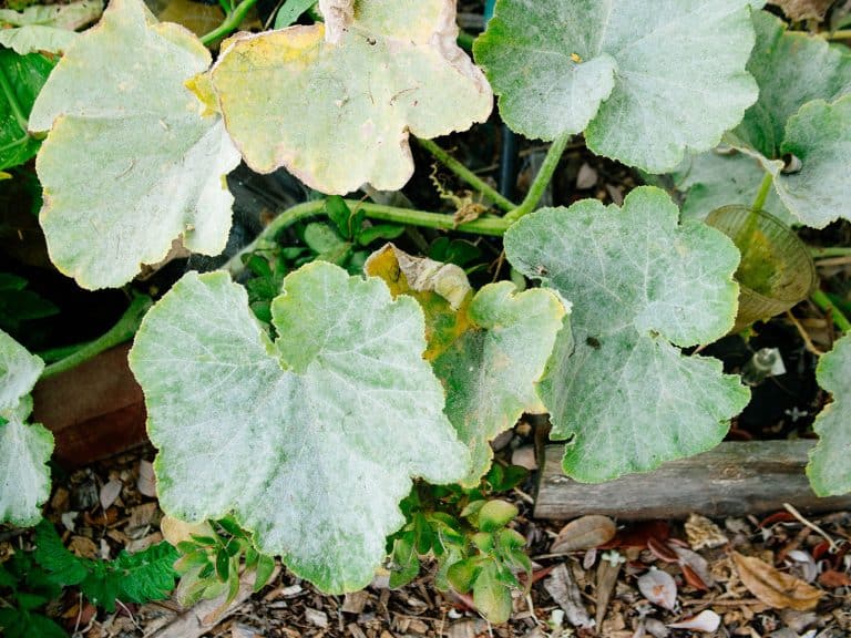 Squash plant heavily infected with powdery mildew