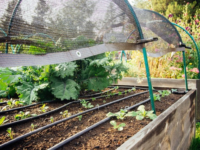 Green metal low tunnel over a raised vegetable bed with black shade cloth clipped to the frame
