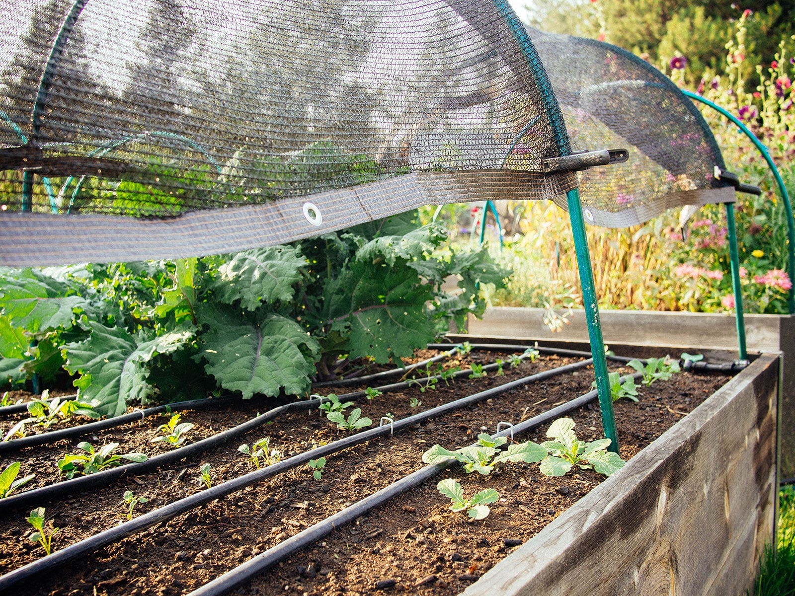 Green metal low tunnel over a raised vegetable bed with black shade cloth clipped to the frame