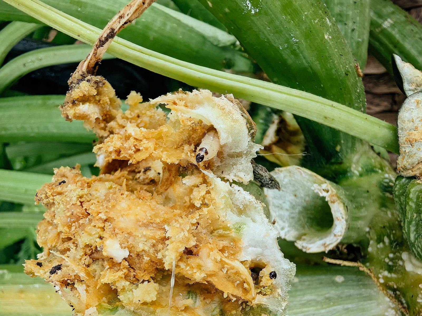 Squash vine borers found in a damaged squash stem surrounded by frass