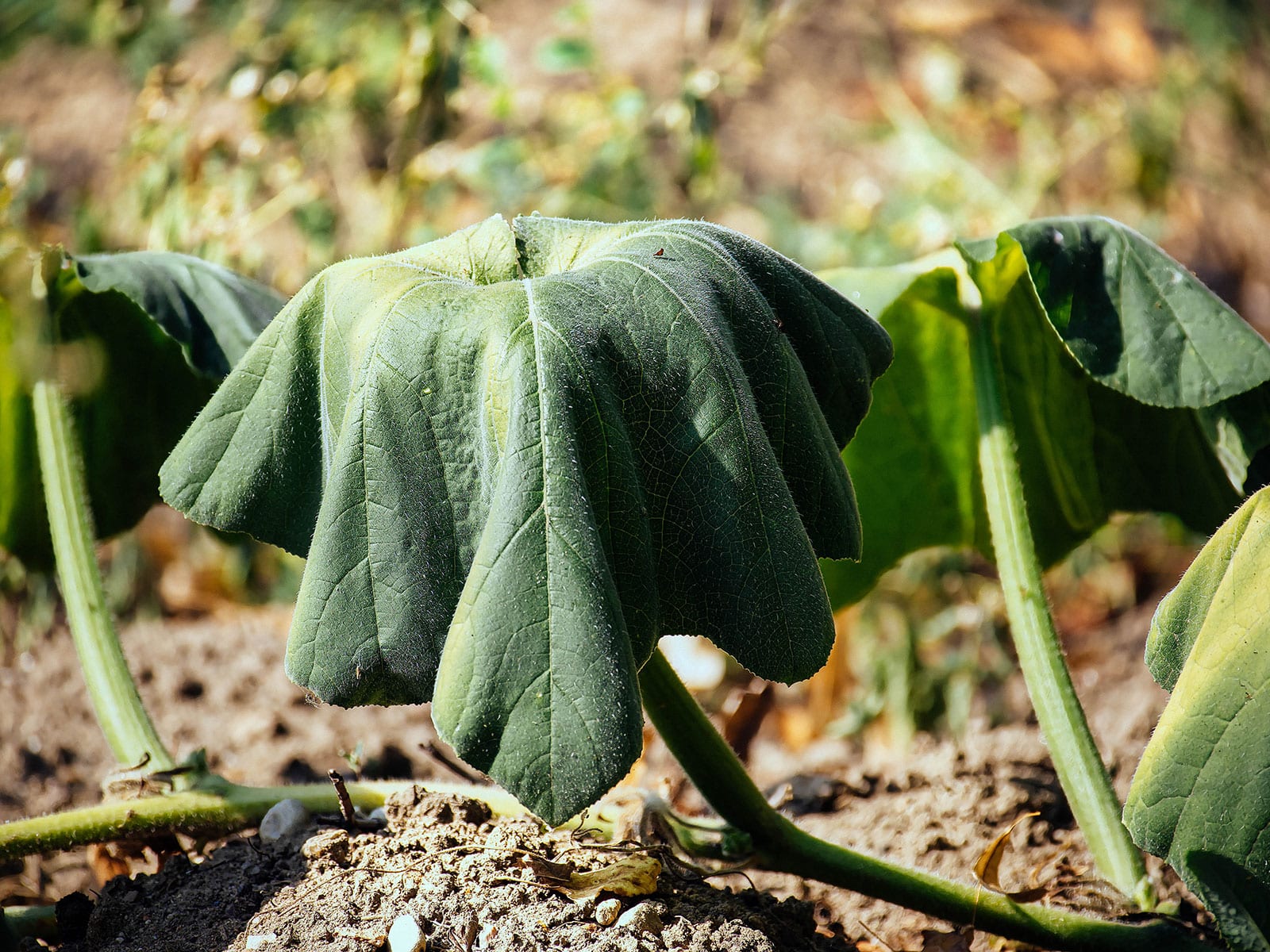 Pumpkin plant with wilted leaves