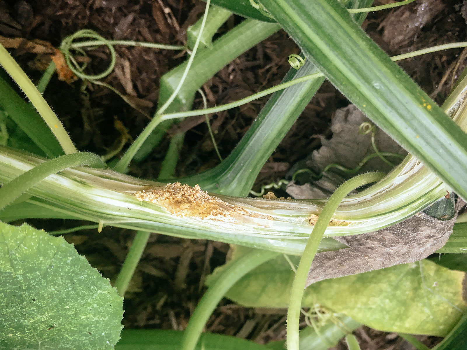 Pumpkin vine borer fragments extruded from damaged stems