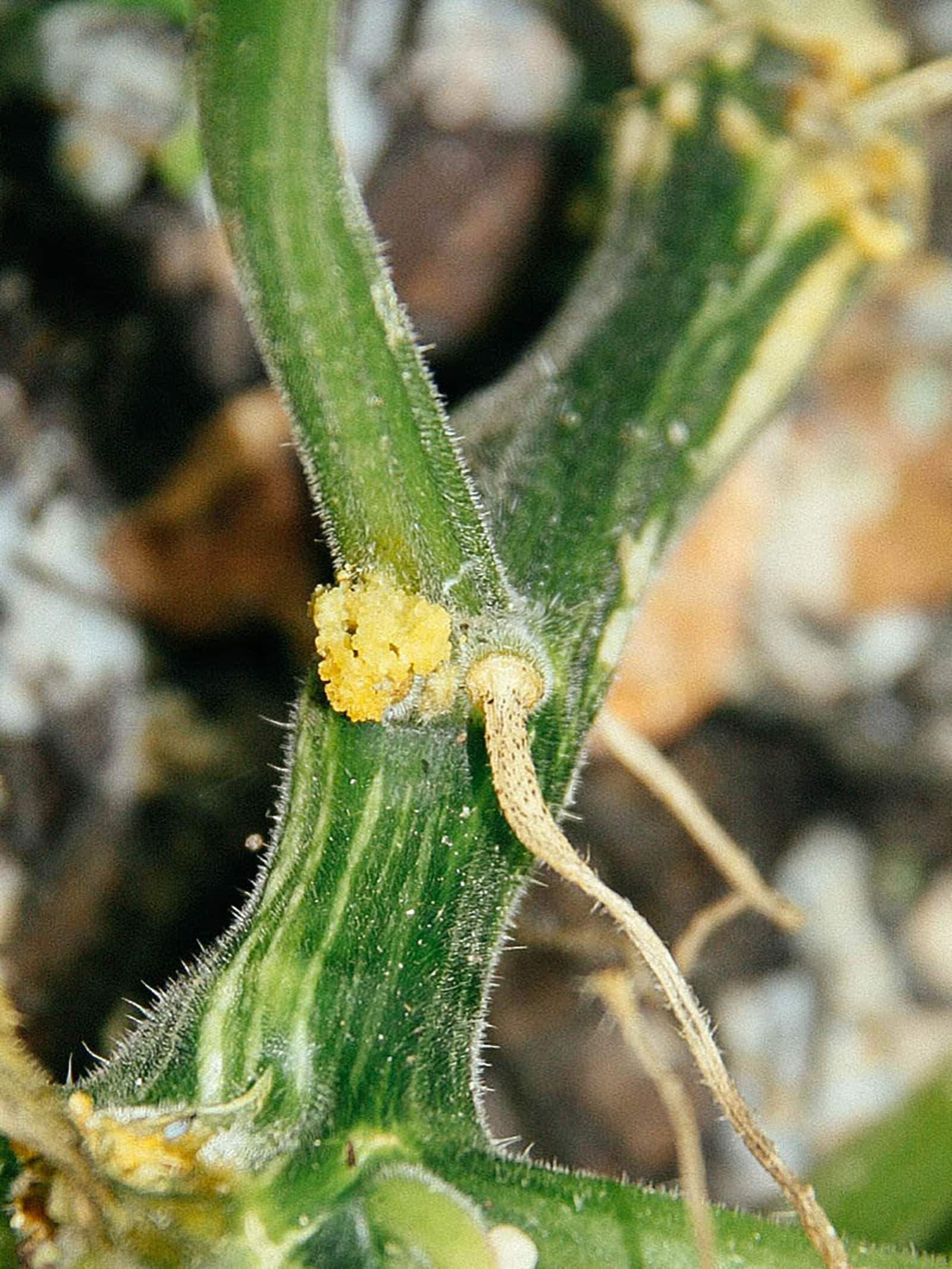 Pumpkin vine perforated frass coming out of pumpkin stem