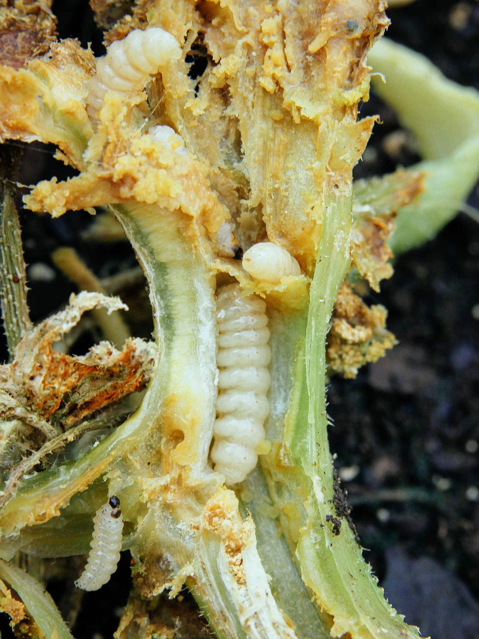 A severely damaged pumpkin stem split open, revealing several pumpkin vine borers.