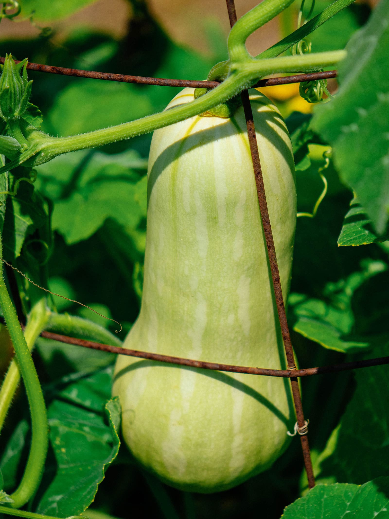 Immature butternut squash hanging on a vine on a rusty trellis